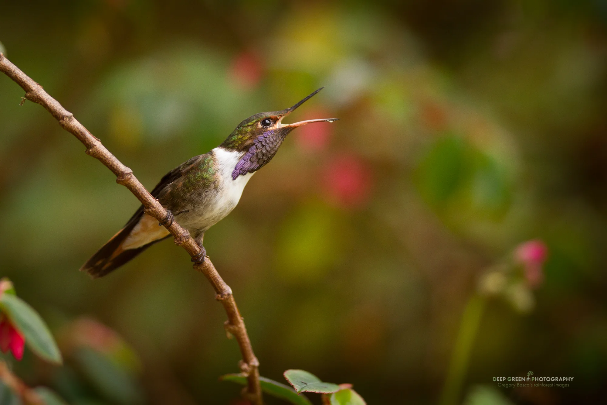 volcano hummingbird, Talamanca race