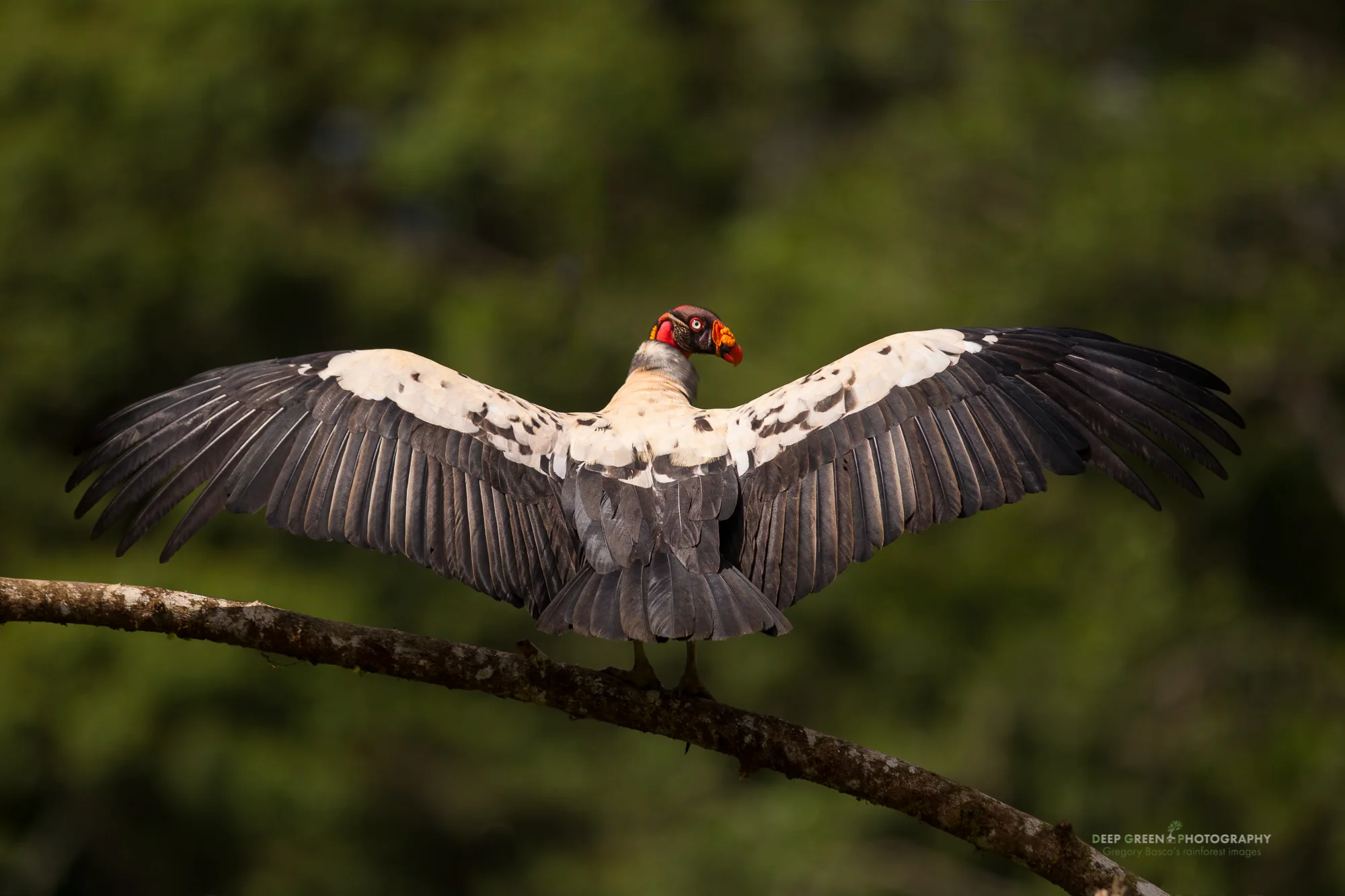 king vulture