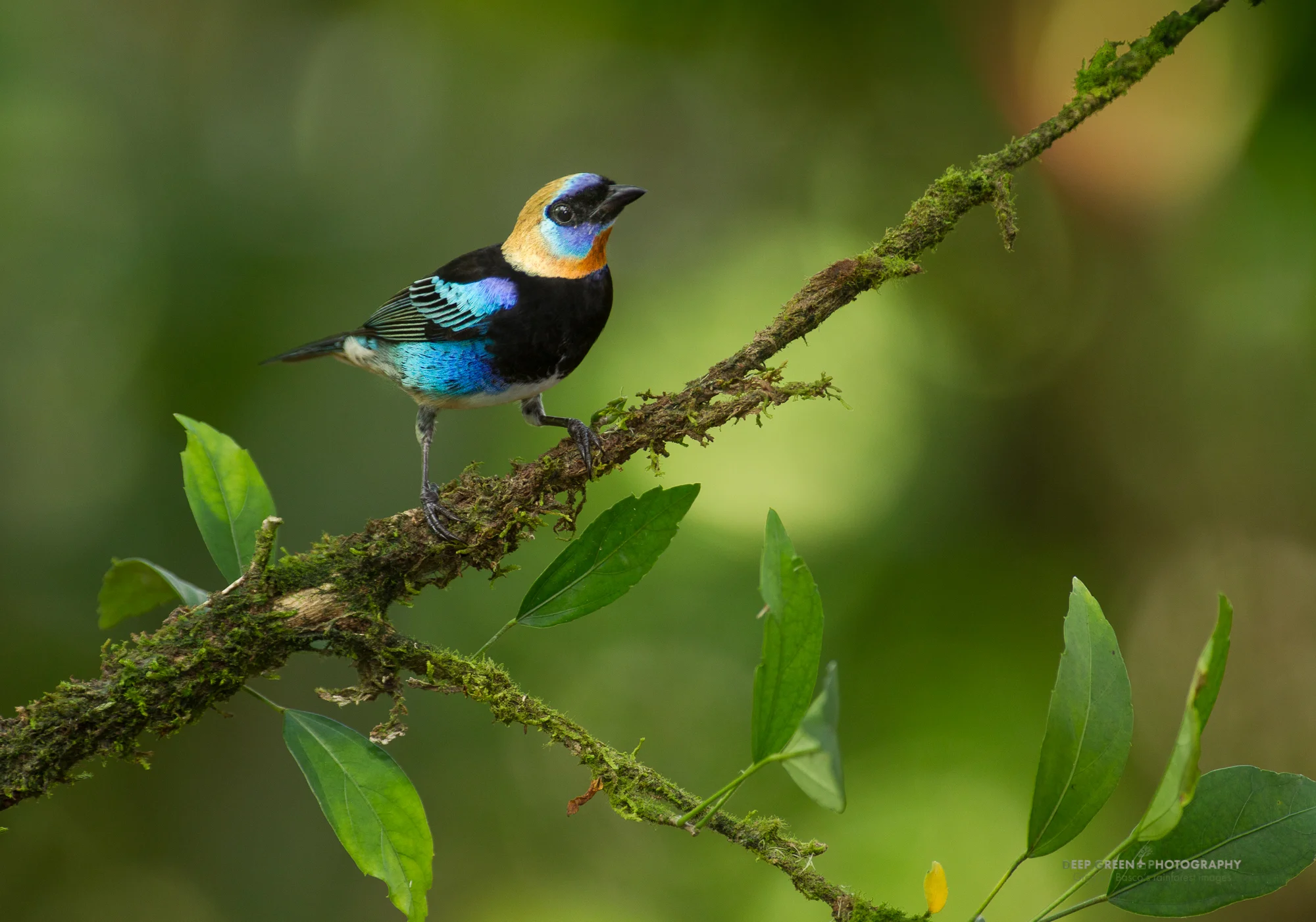 golden-hooded tanager