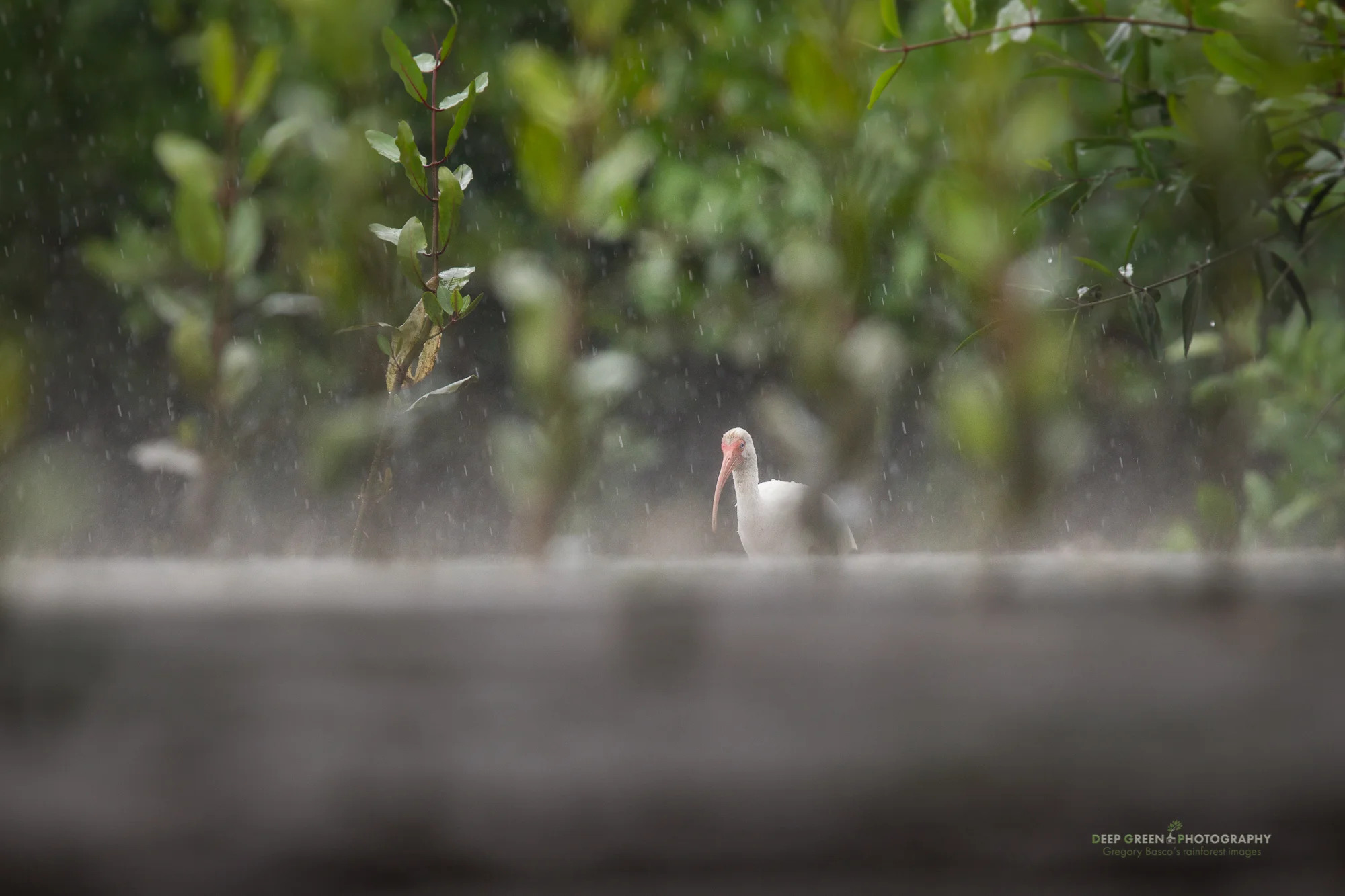 white ibis in downpour in a mangrove swamp