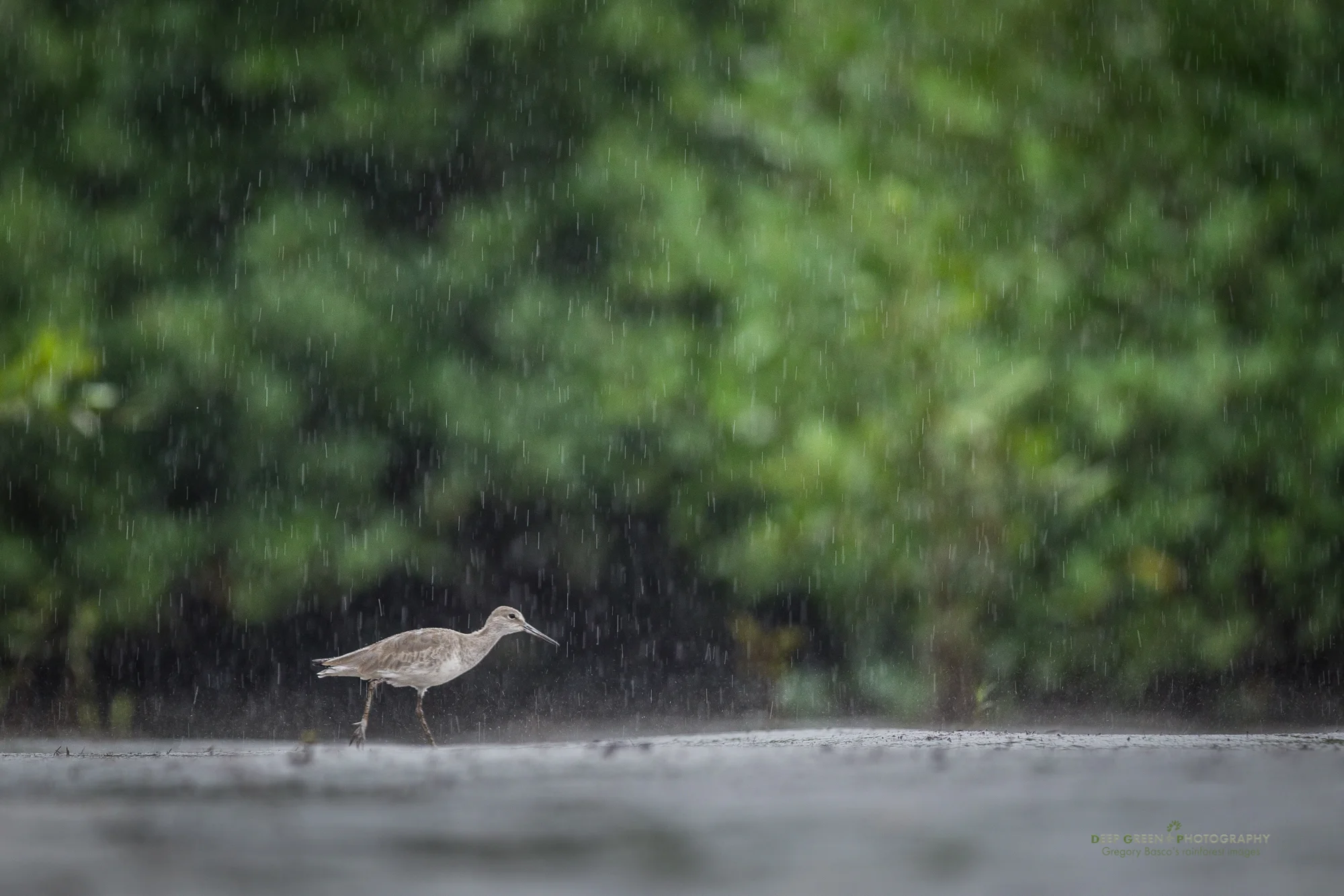 a willet searches for food during a rainstorm in a mangrove swamp