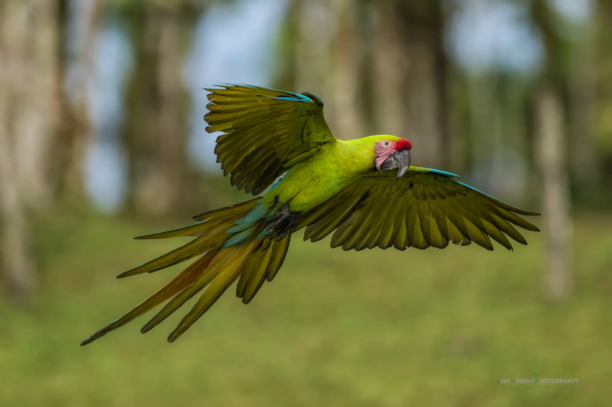 great green macaw