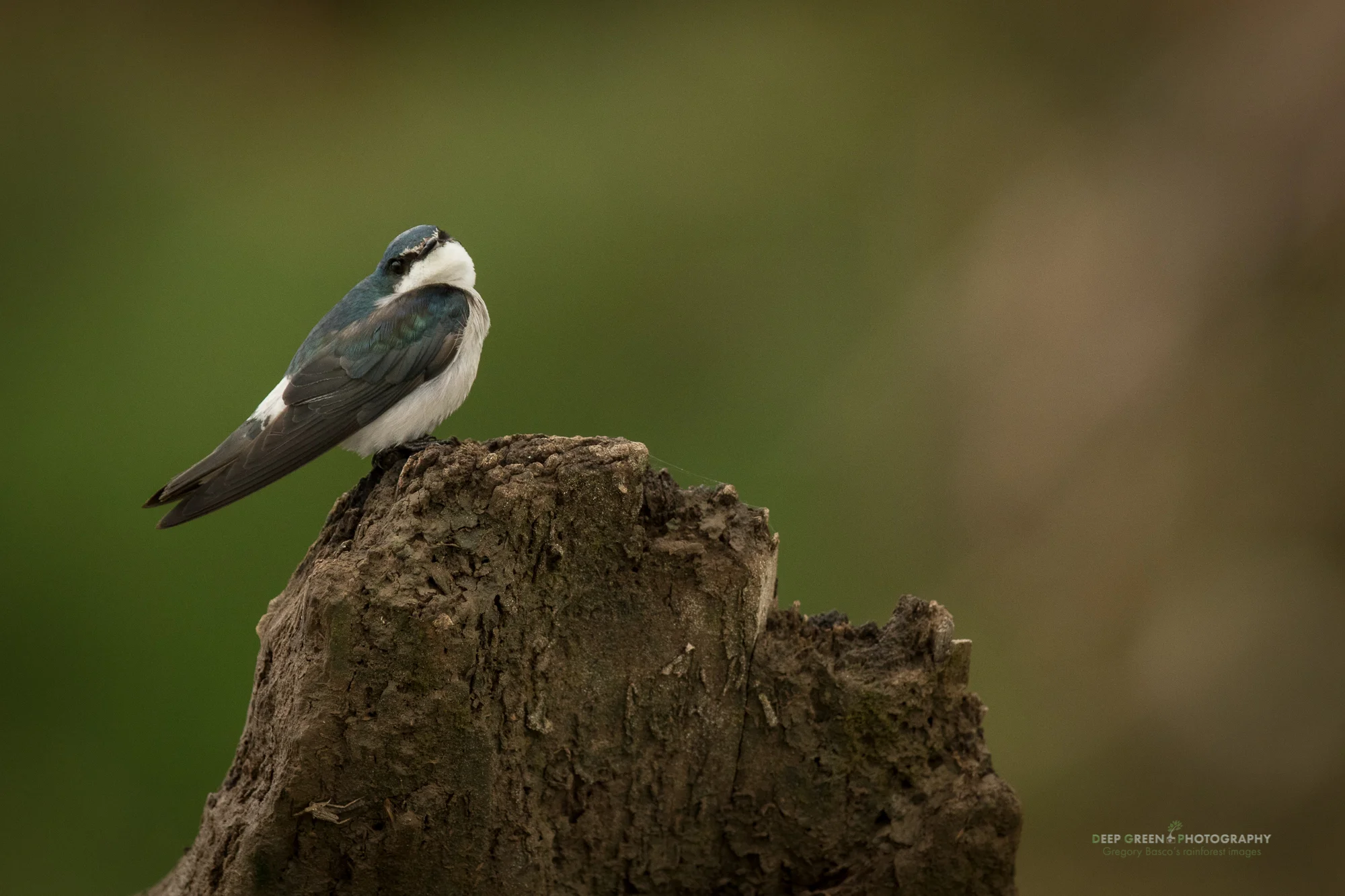 mangrove swallow