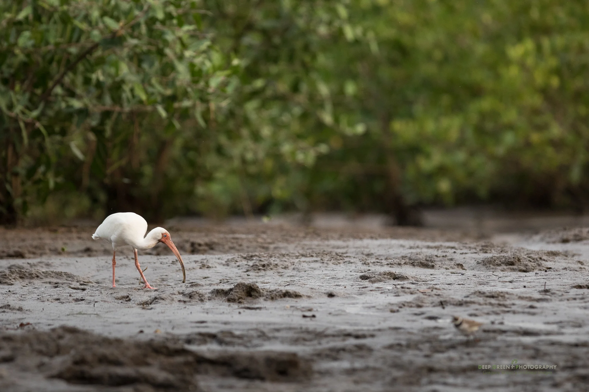 white ibis