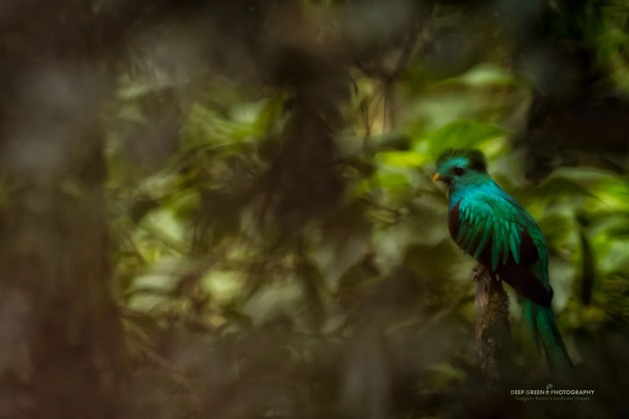 resplendent quetzal