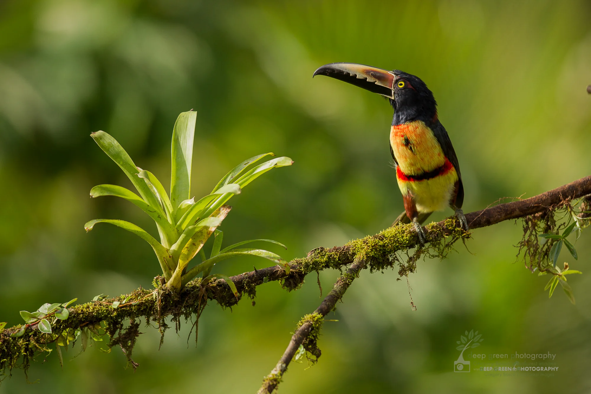 DGP_avian_stock-14.jpg