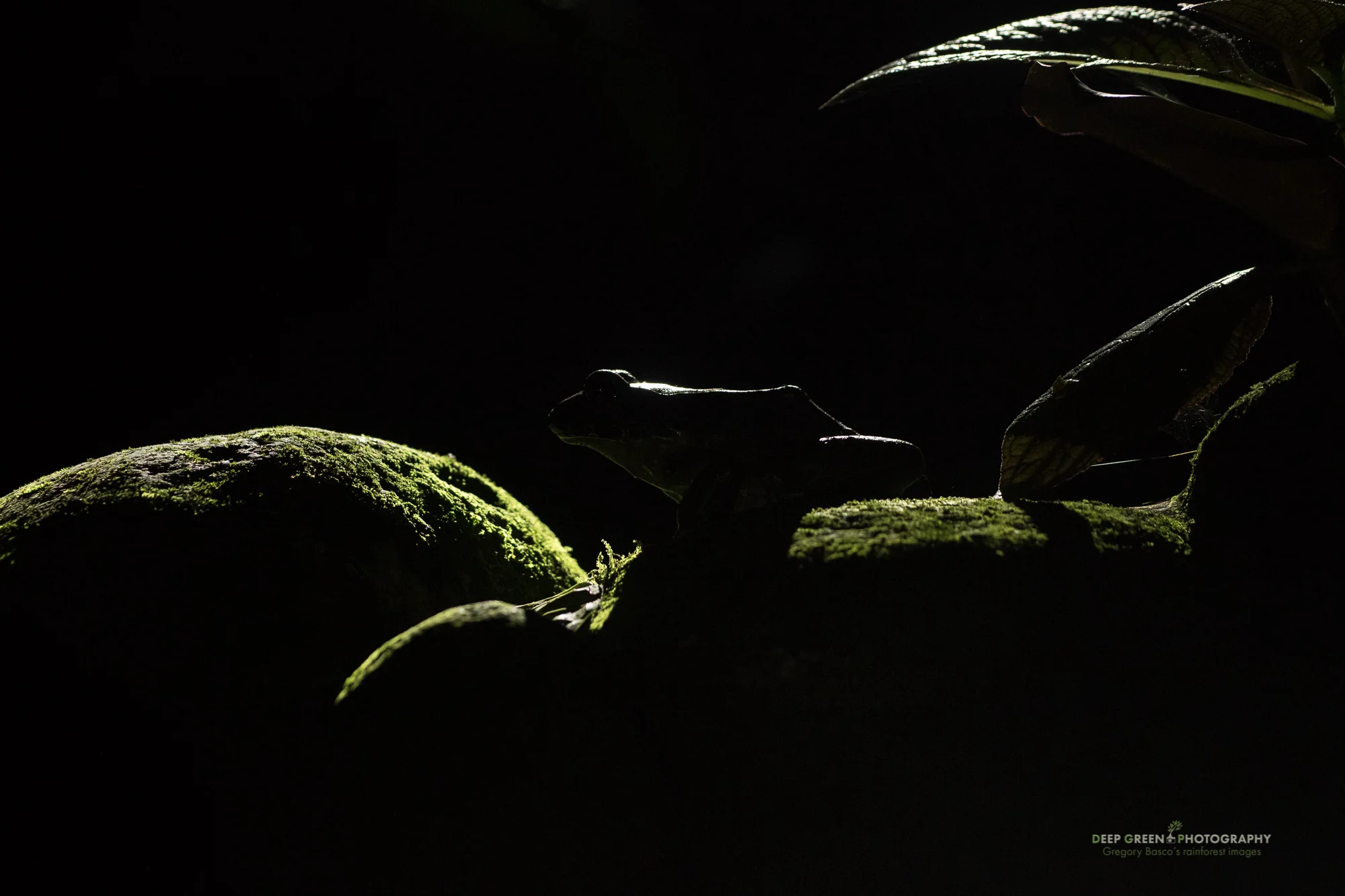 A Valliant's frog at night in a rainforest pond