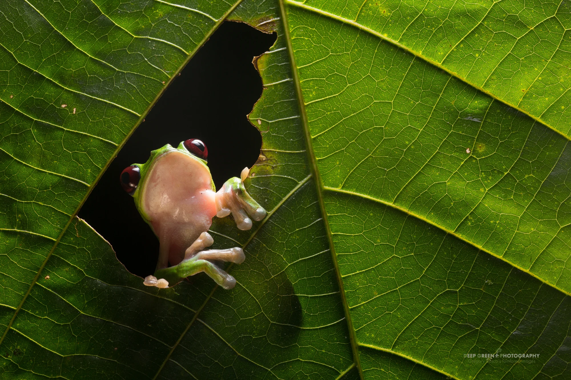 A Gliding Leaf Frog (Agalychnis spurrelli) in a rainforest at night in Ecuador