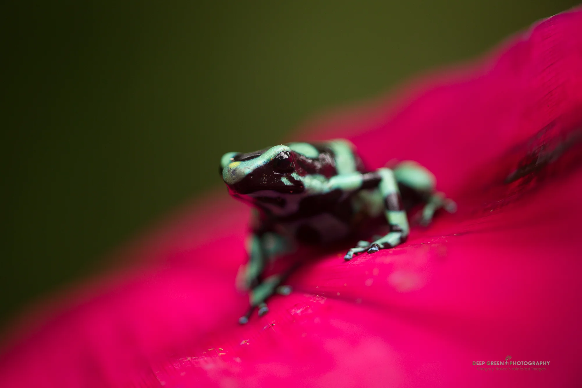 green and black poison frog (Dendrobates auratus)