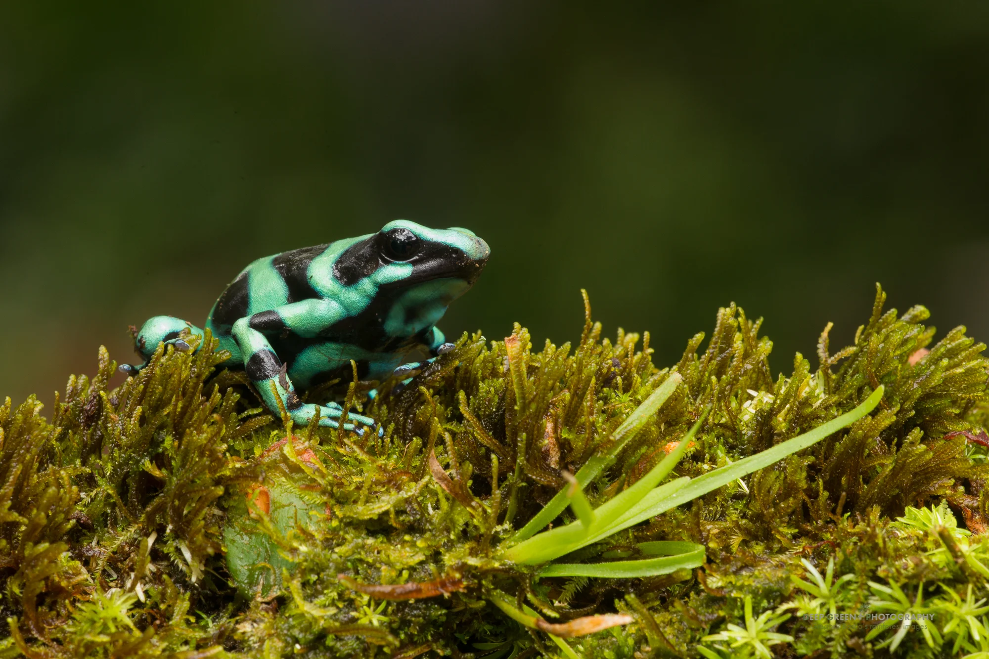 green and black poison frog (Dendrobates auratus)