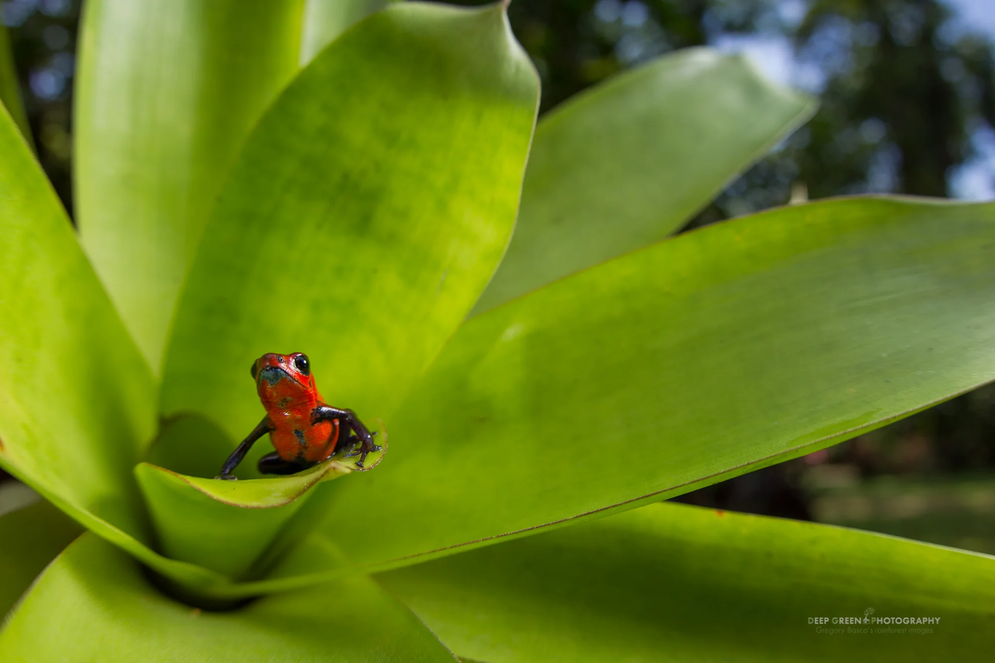 Strawberry poison frog (Oophaga pumilio), Costa Rica