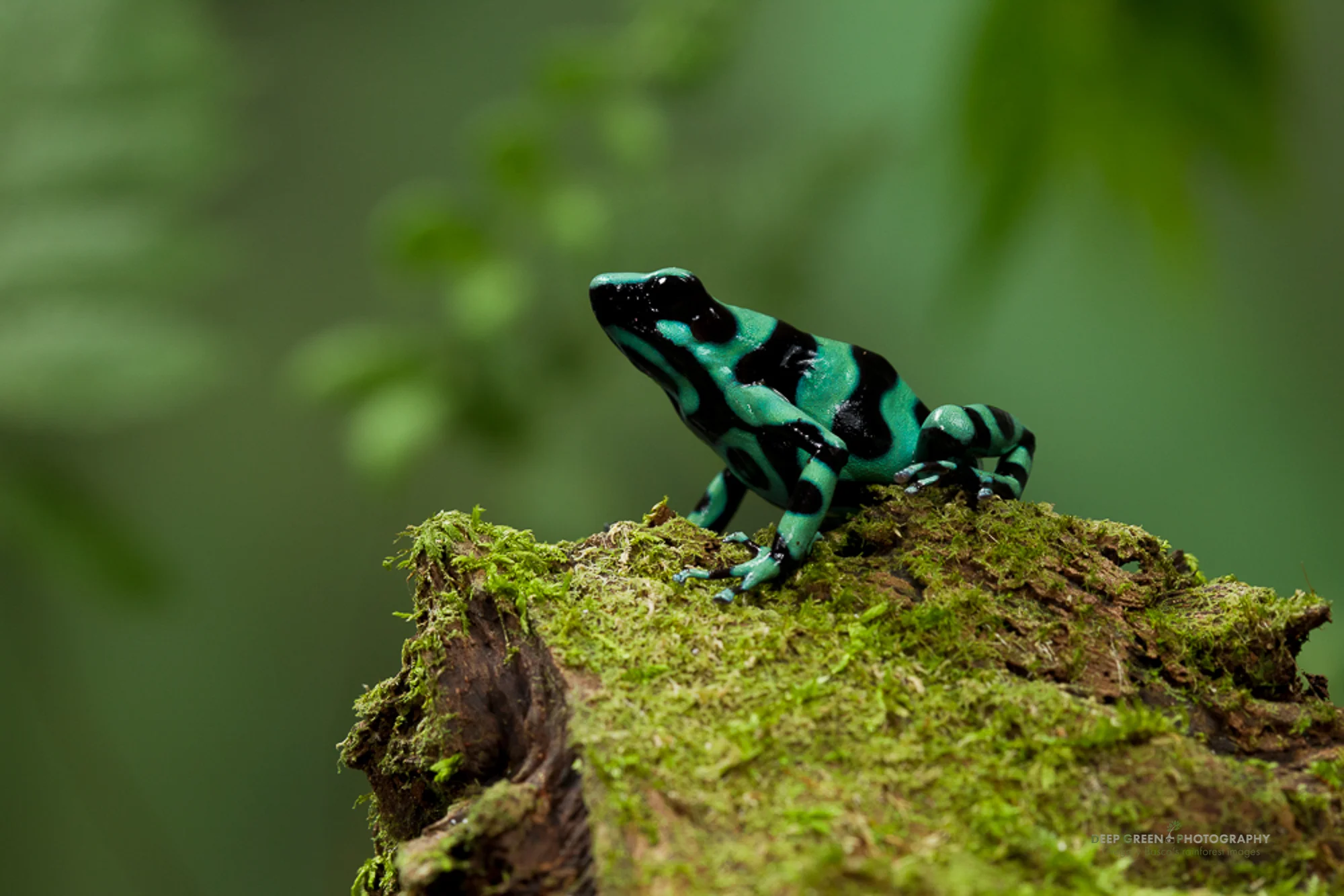 Green and black poison frog (Dendrobates auratus) in a Costa Rican lowland rainforest