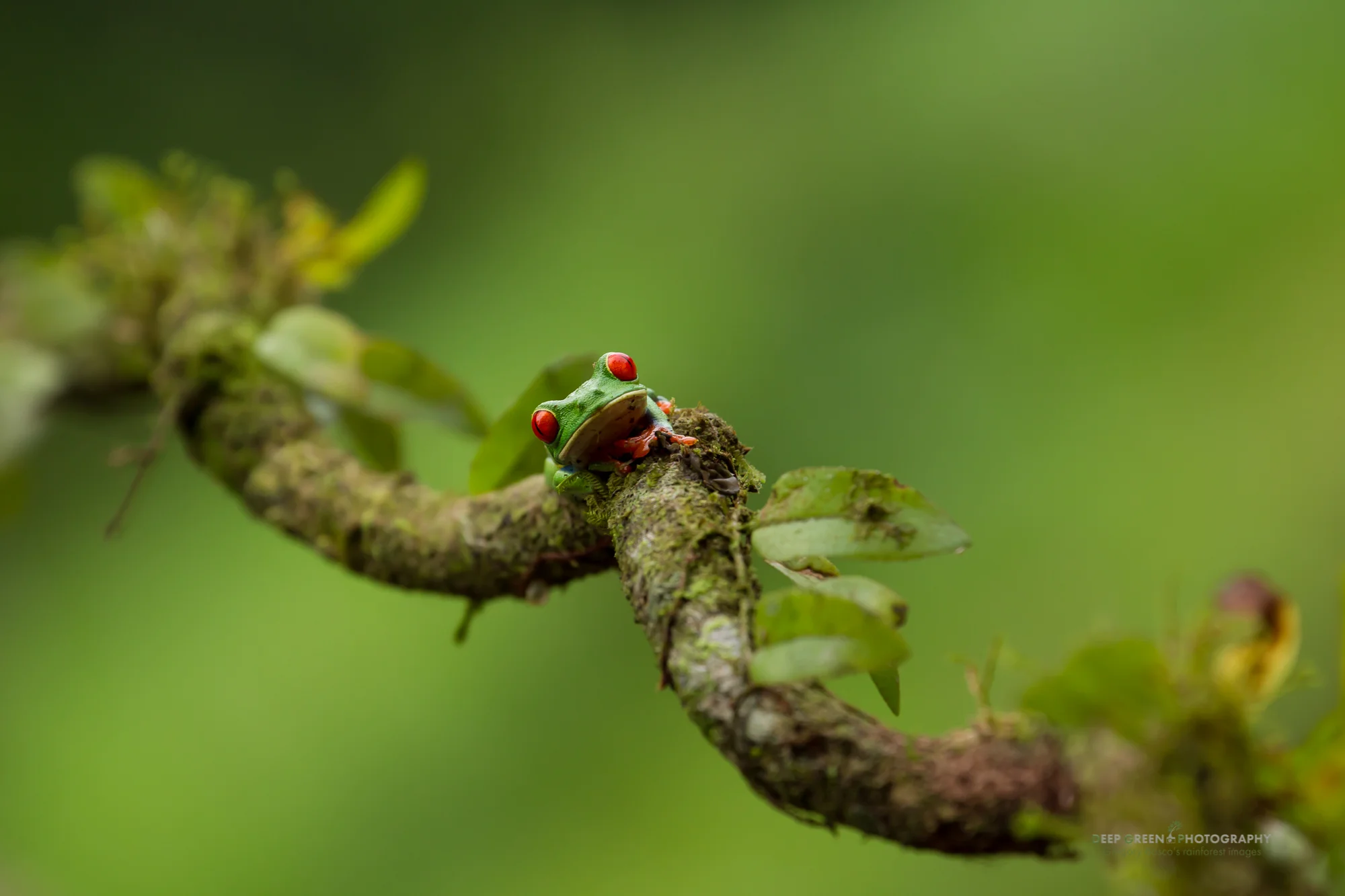 The red-eyed tree frog (Agalychnis callidryas) is probably the most photographed frog in the world. I wanted a different interpretation that suggested the frog's lowland rainforest habitat. Taken in a northern Costa Rican lowland rainforest.