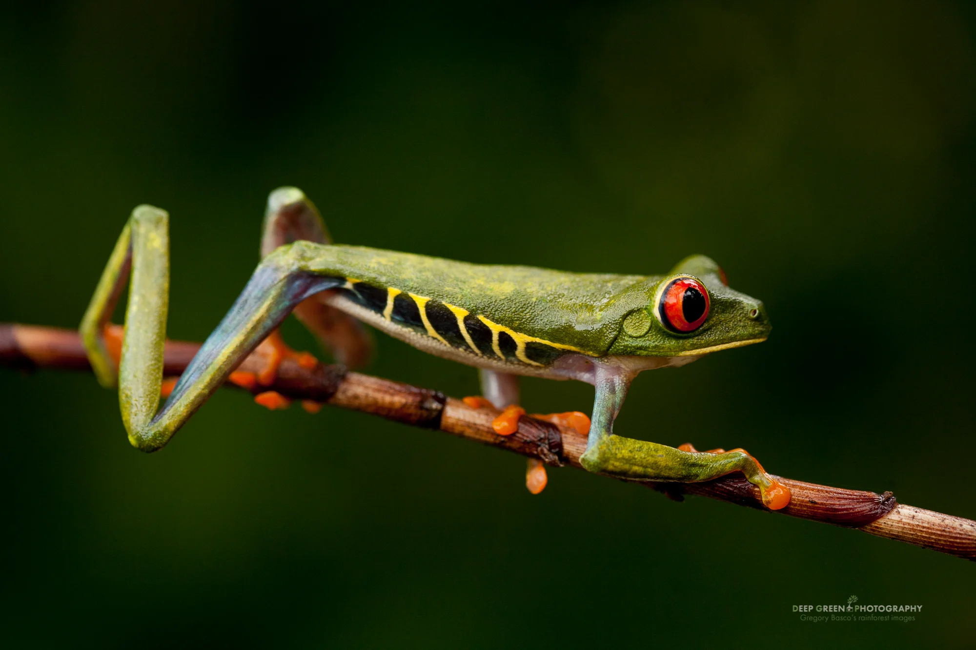 red-eyed tree frog, Agalychnis callidryas
