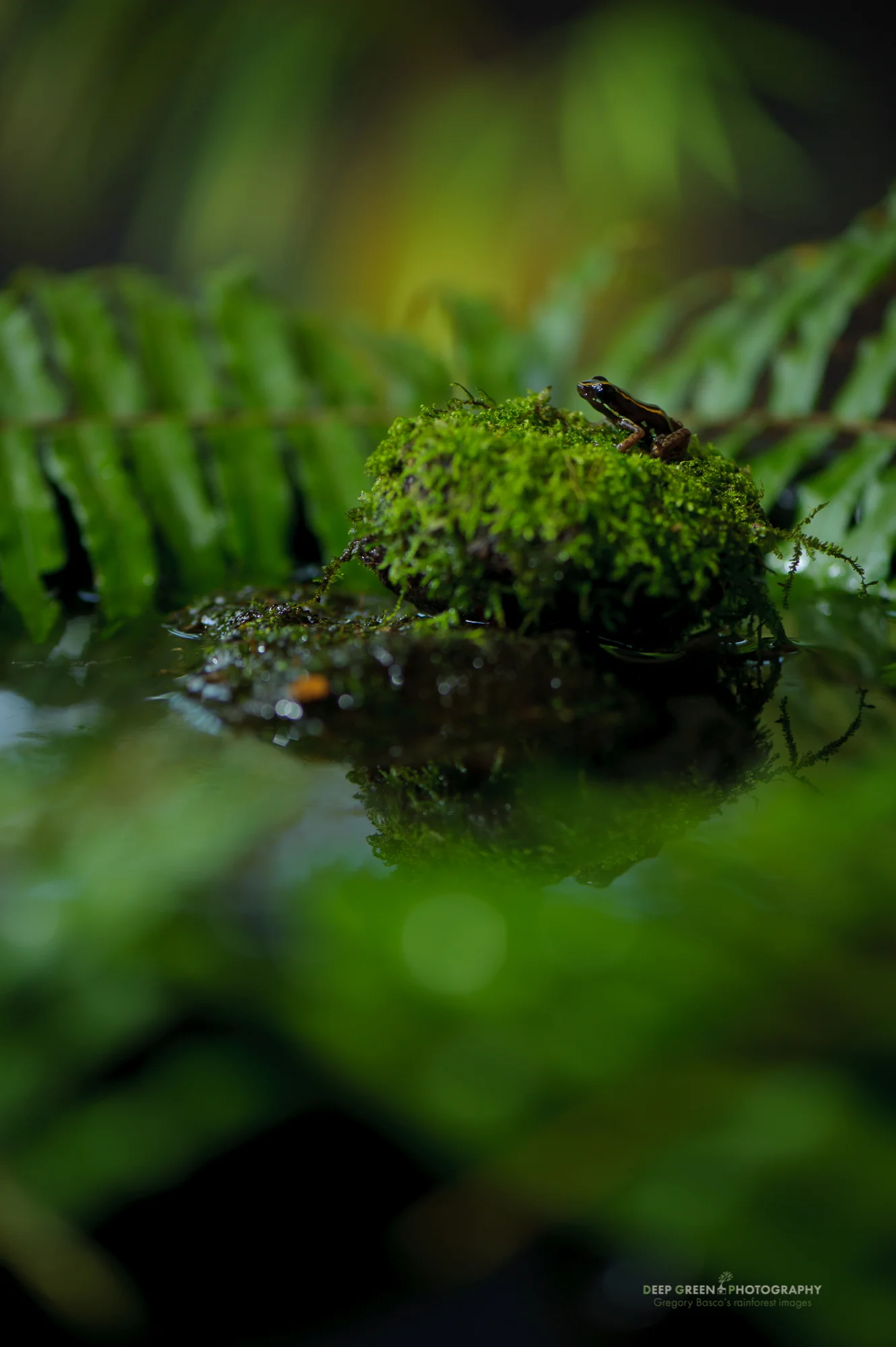 Lovely poison frog (Phyllobates lugubris)