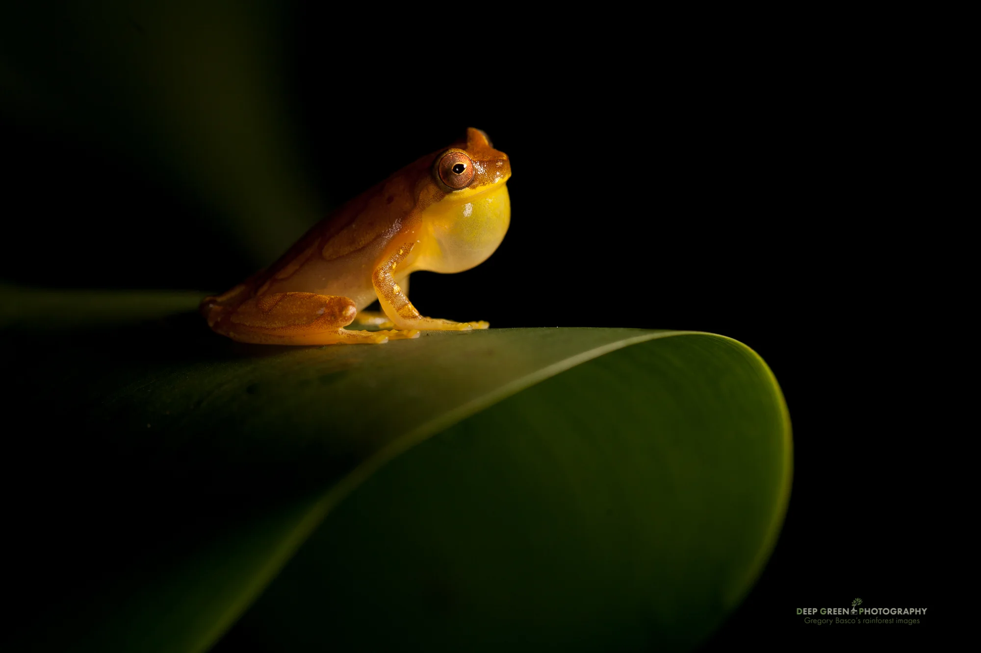 Hourglass tree frog (Hyla ebreccata), Costa Rica