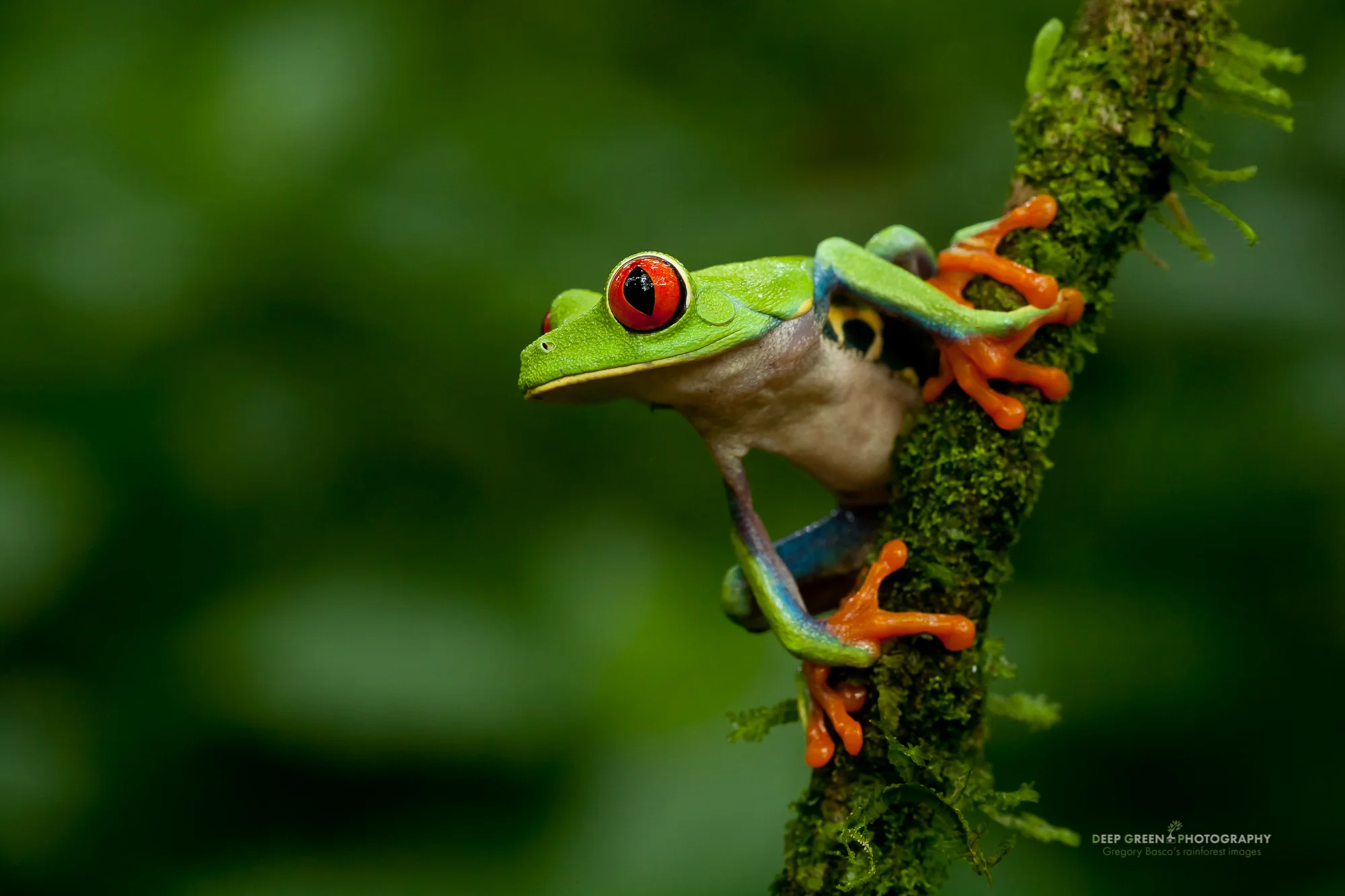 Red-eyed tree frog (Agalychnis callidryas), the most famous frog in Costa Rica and possibly the world