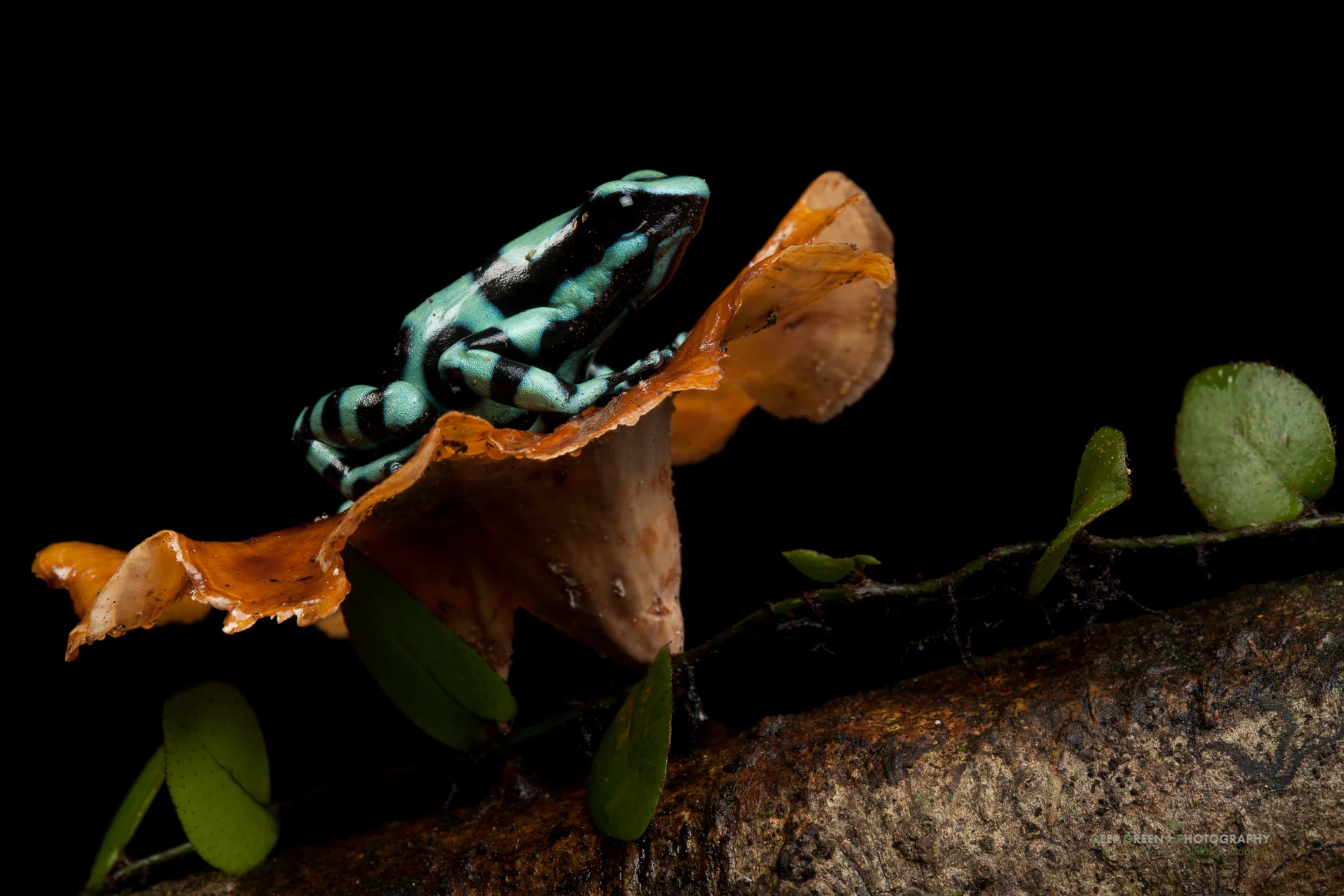 green and black poison frog (Dendrobates auratus)