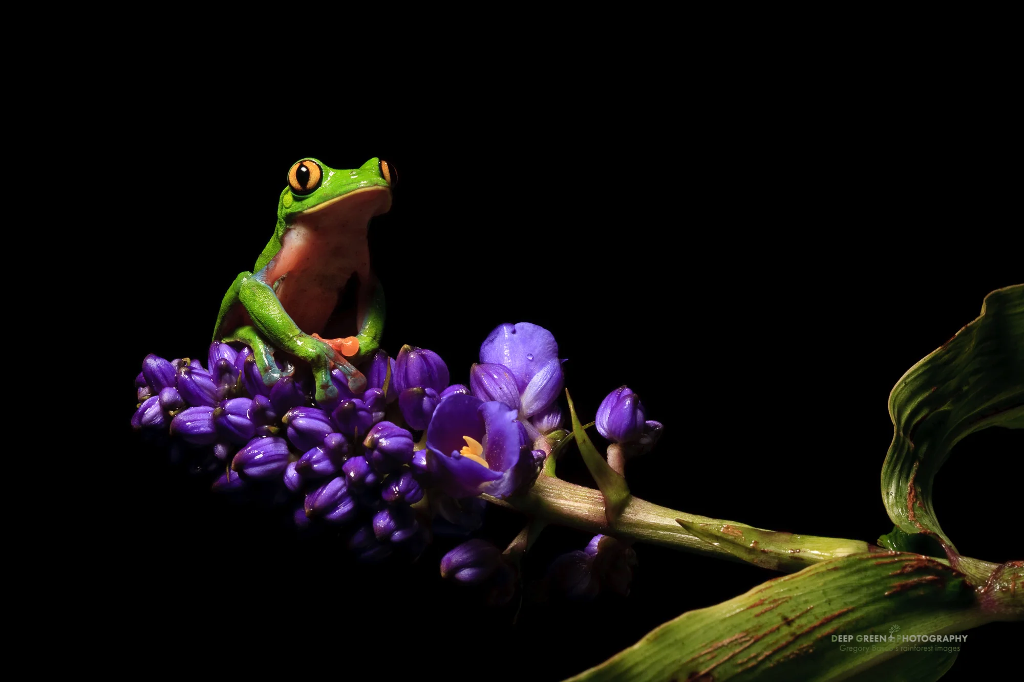 Blue-sided tree or yellow-eyed leaf frog (Agalychnis annae), highly endangered species endemic to Costa Rica