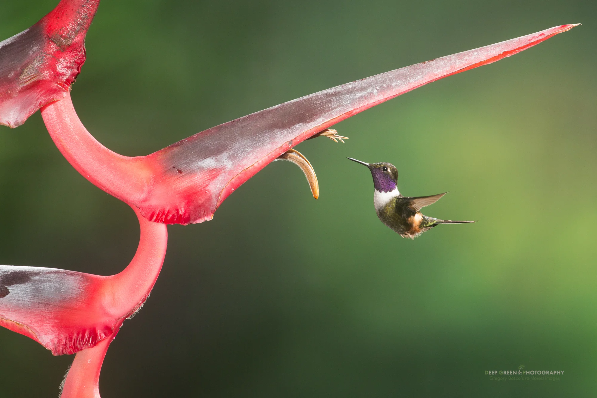a purple-throated woodstar visits a Heliconia flower in Ecuador