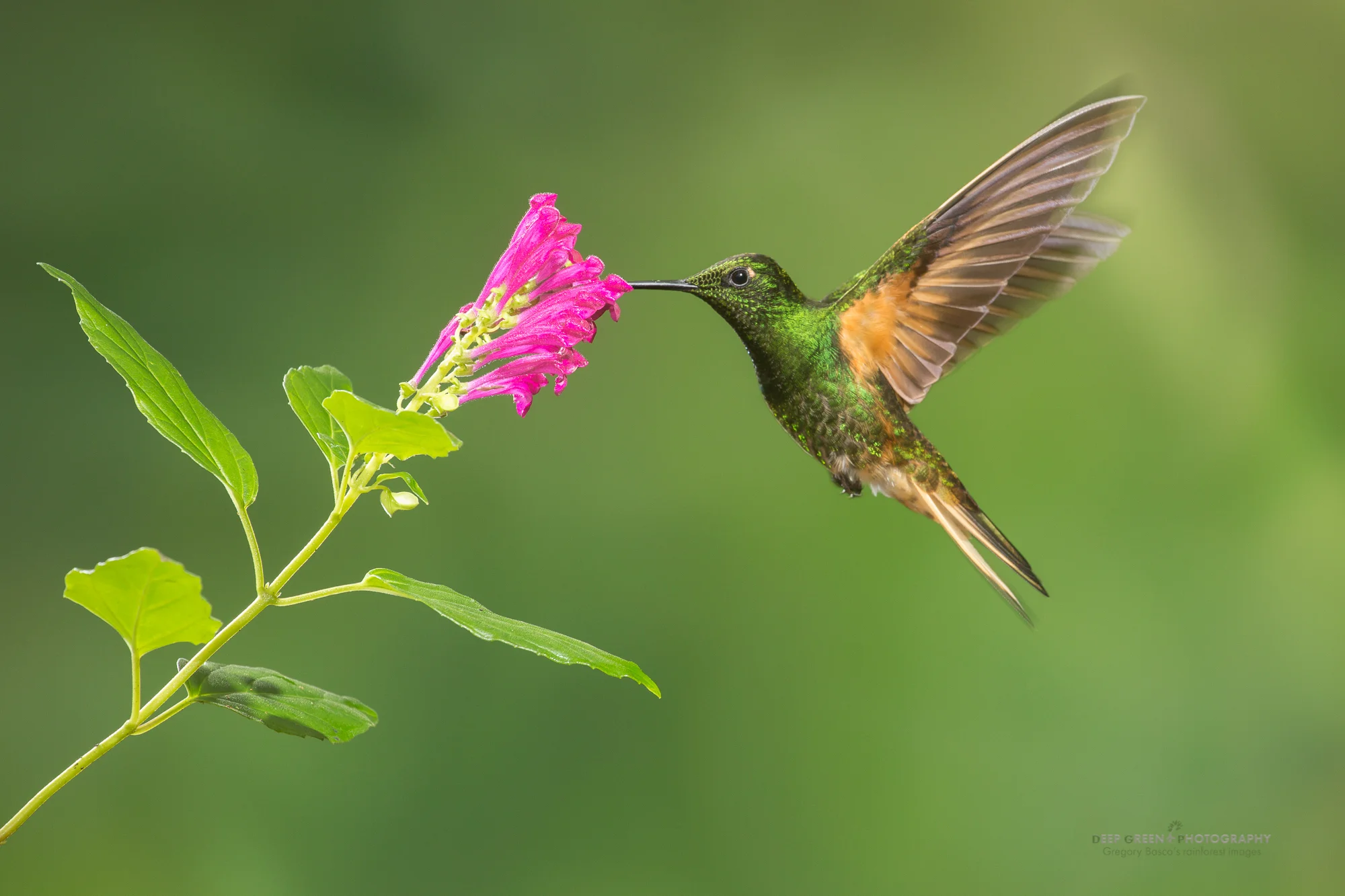 a buff-tailed coronet in Ecuador