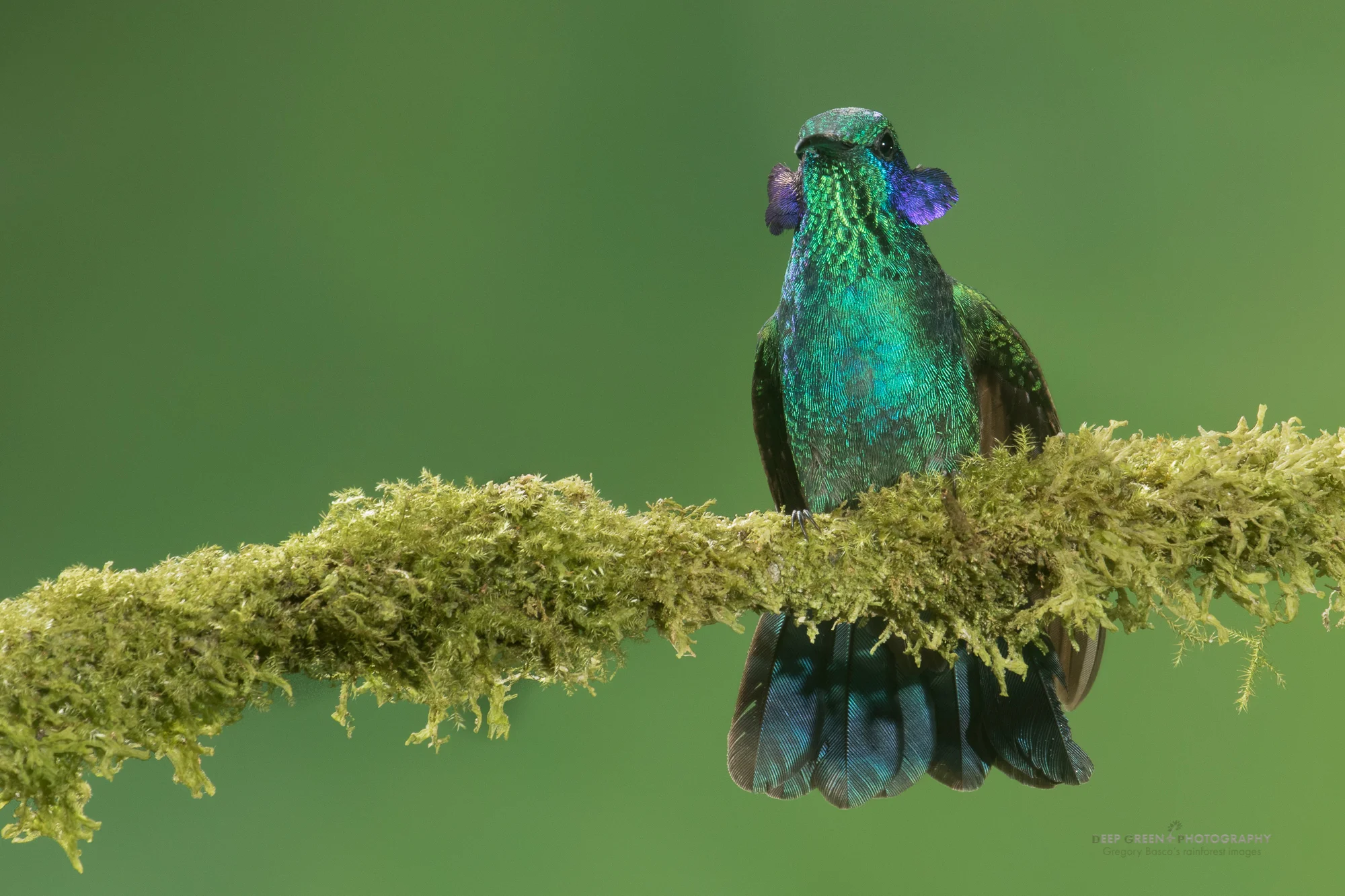 green violet-ear displaying epaulets
