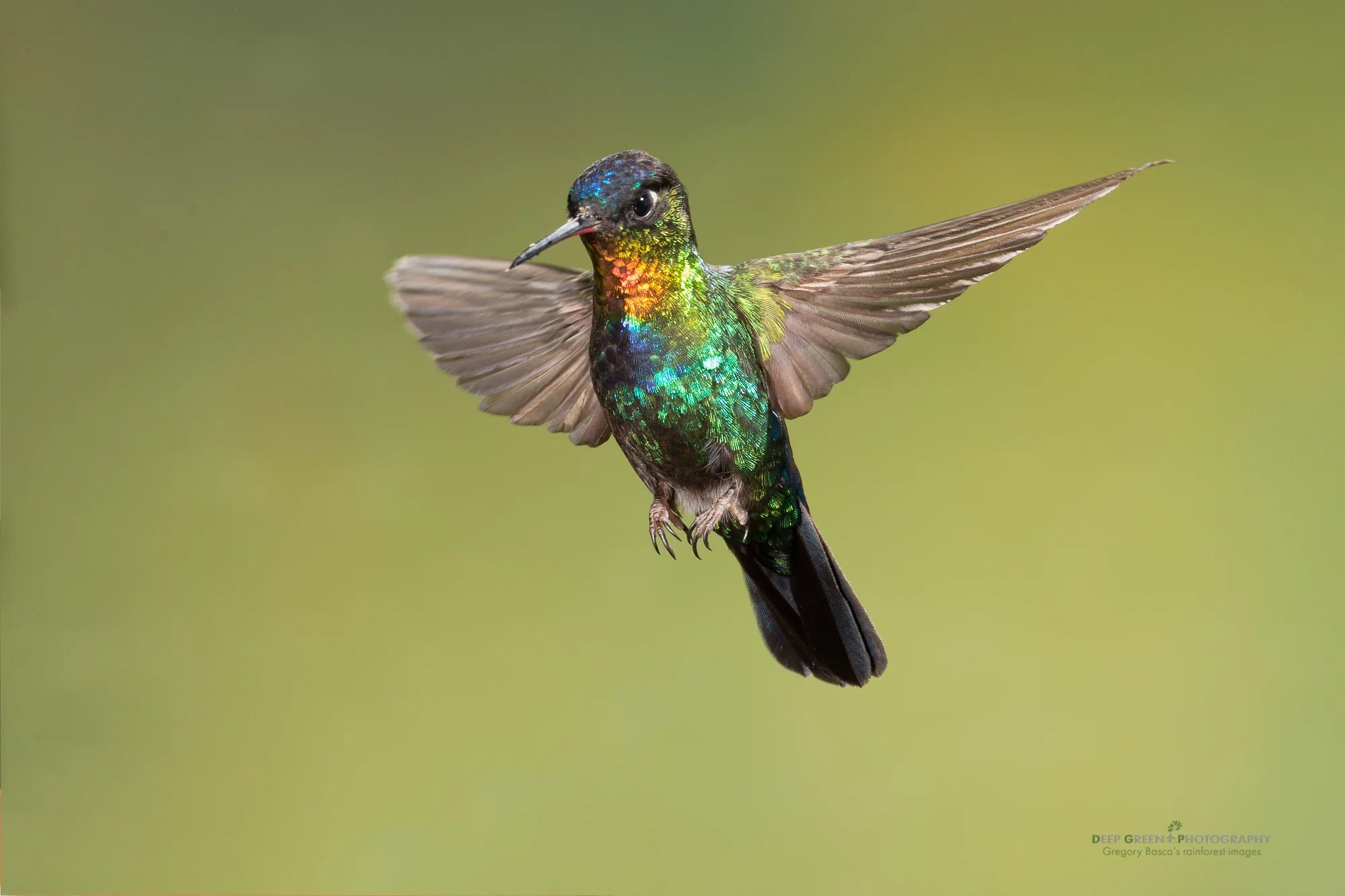 fiery-throated hummingbird