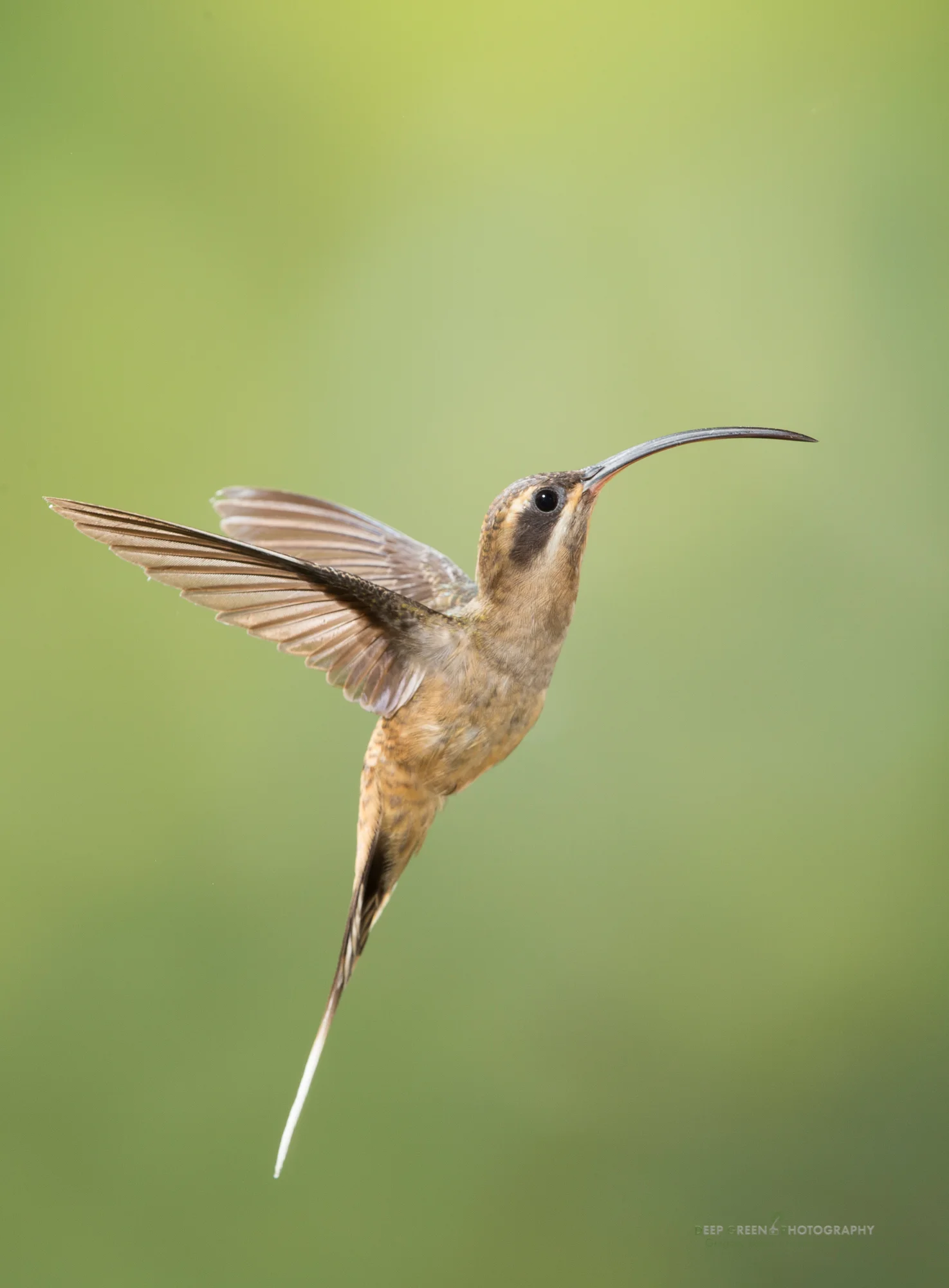 long-billed hermit