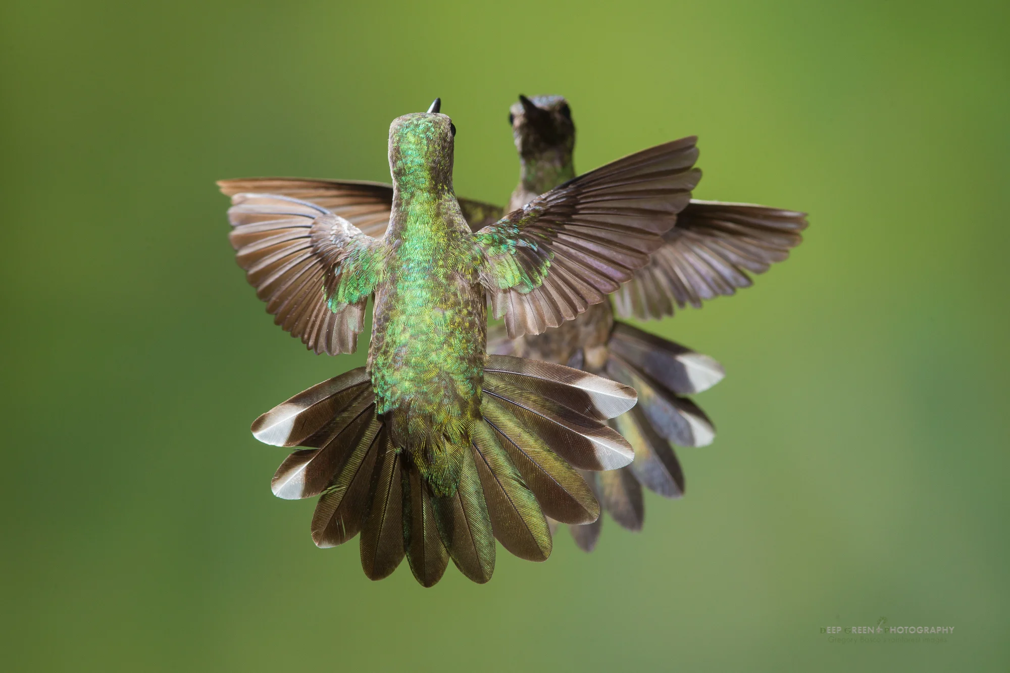 scaly-breasted hummingbirds face off in a territorial dispute