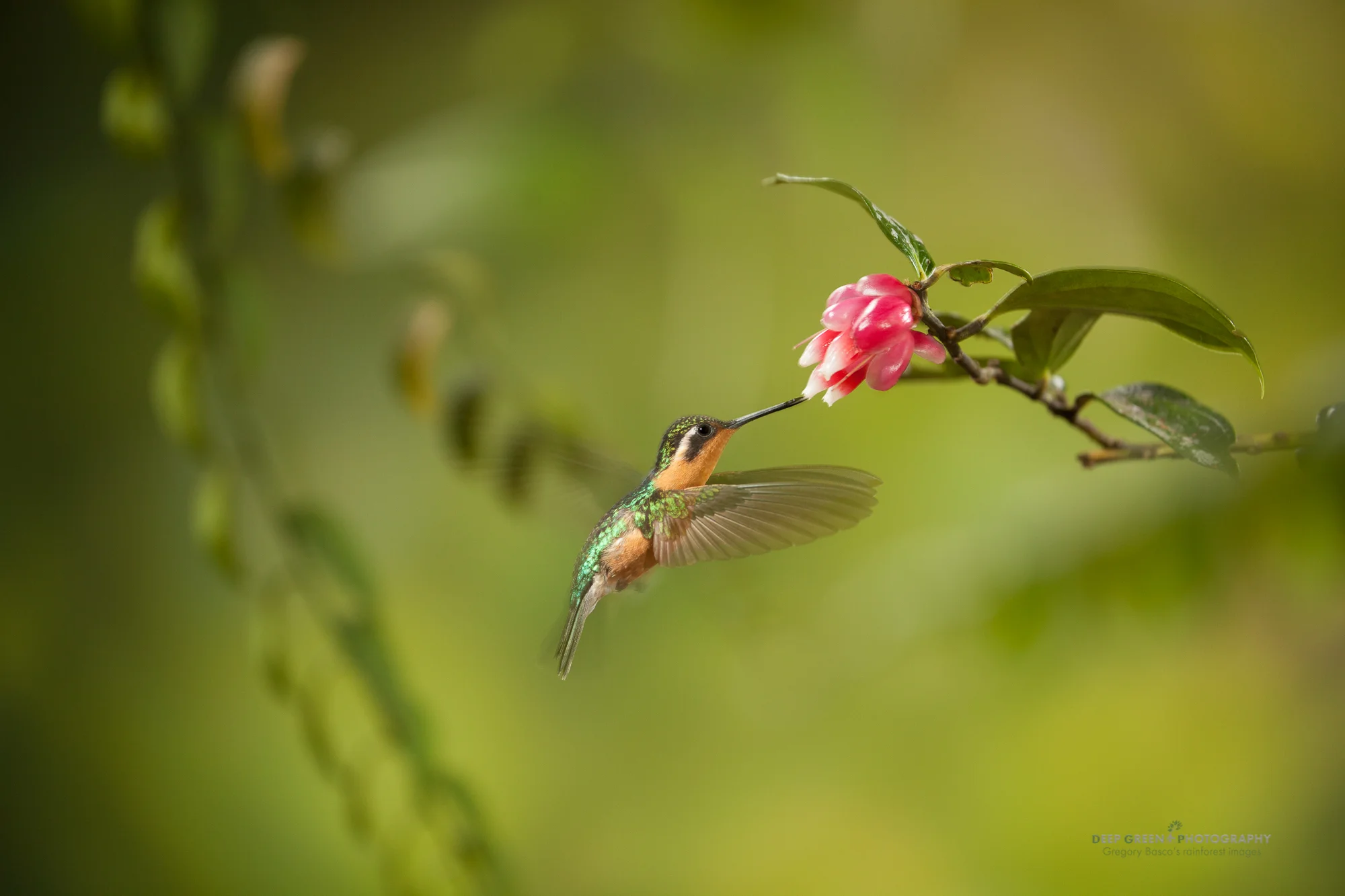 a female purple-throated mountain gem pollinates a tropical blueberry flower in a Costa Rican cloud forest