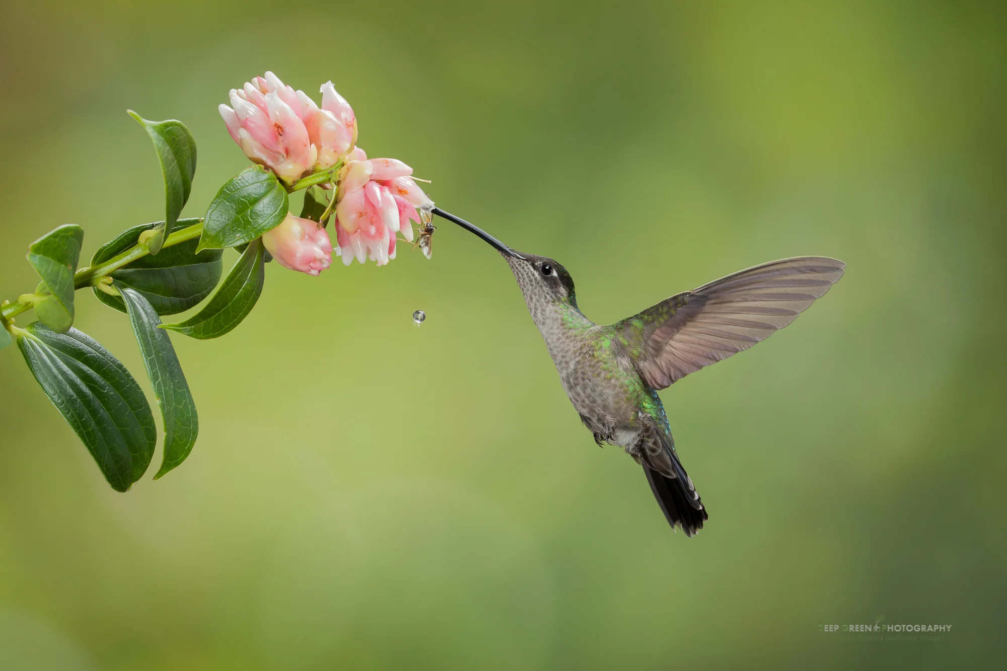 a female magnificent hummingbird visits a tropical blueberry flower in the cloud forest of the Talamanca mountain range
