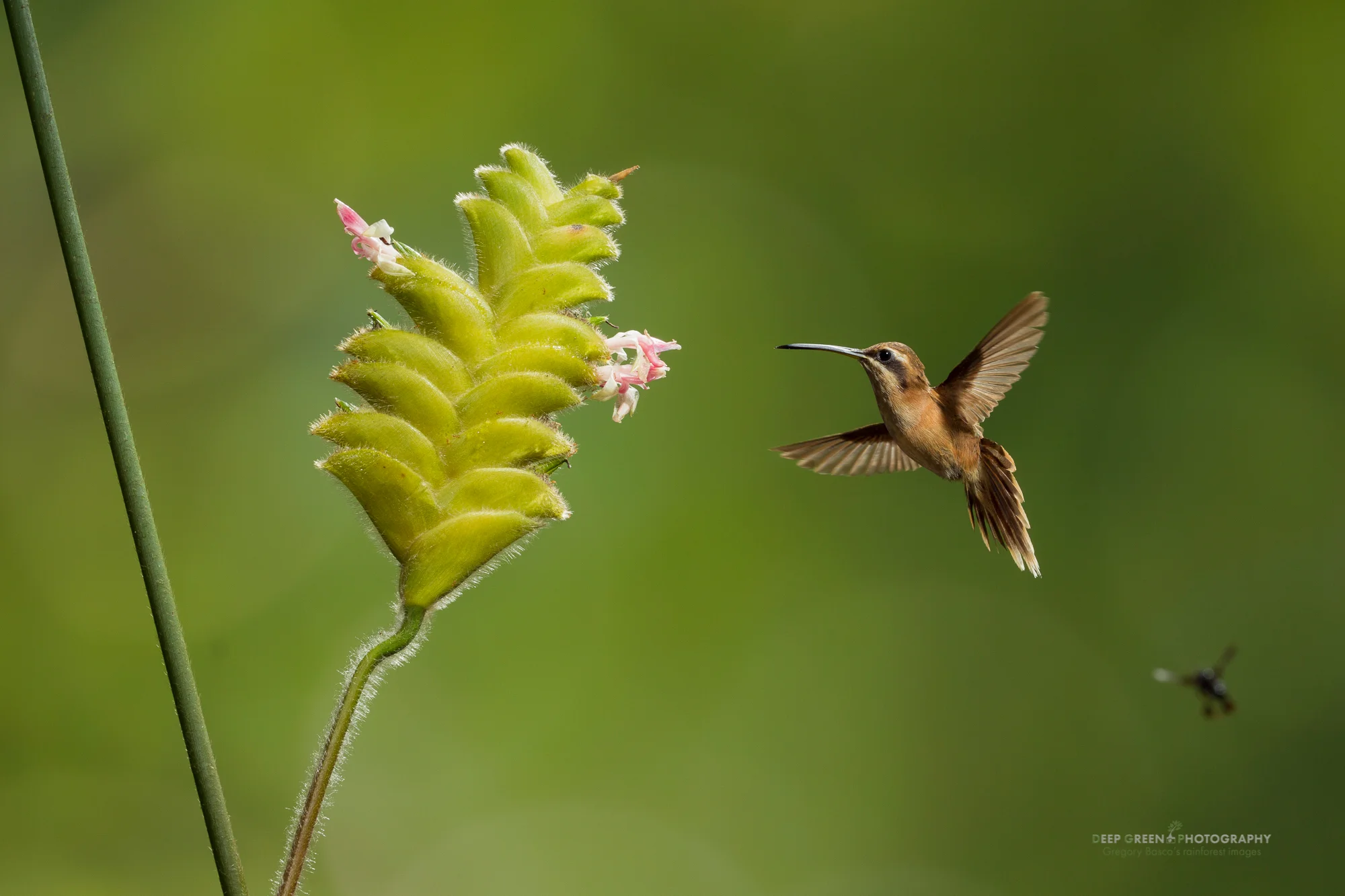 striped-throated hermit visits a rattlesnake flower