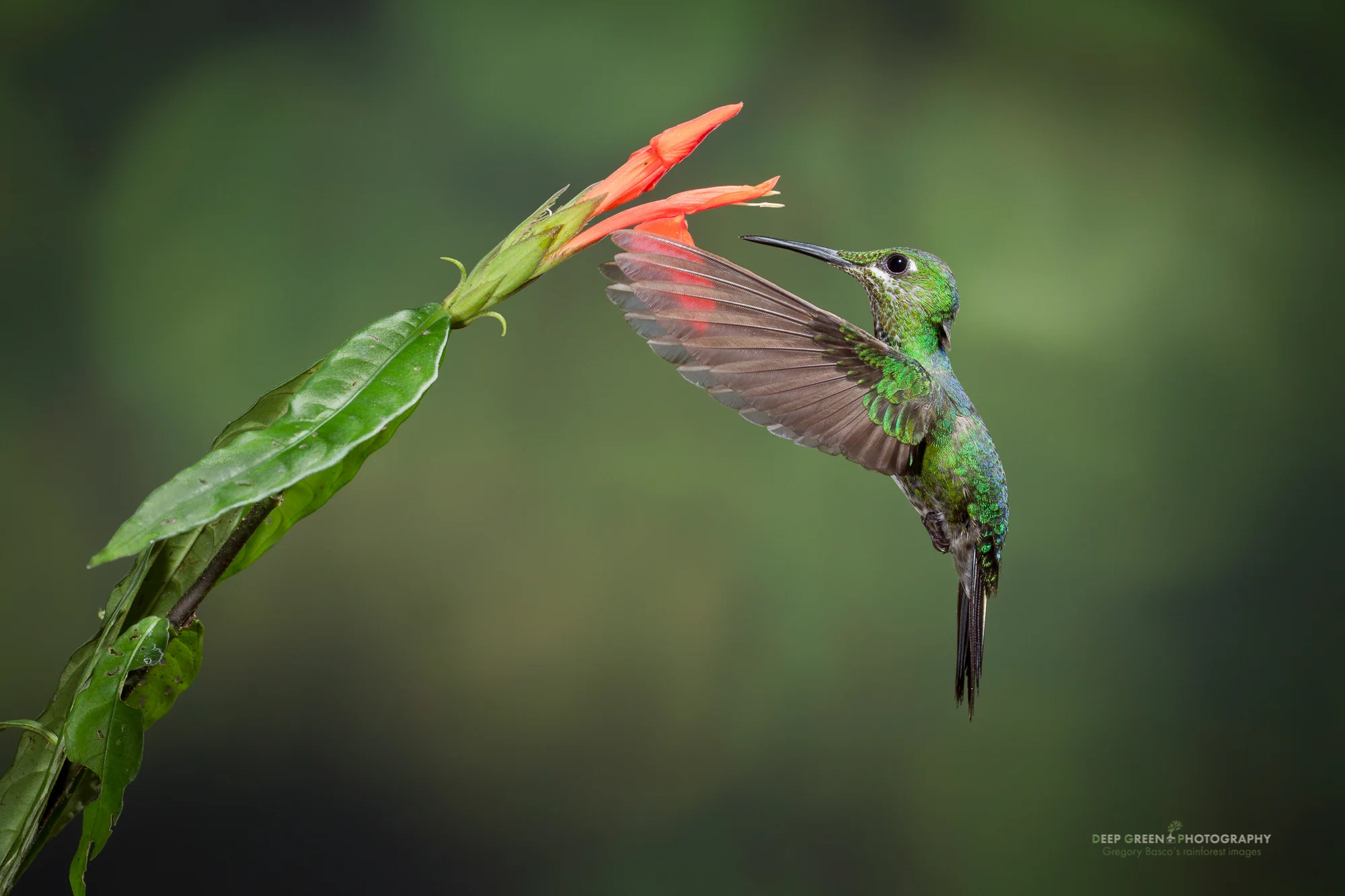 green-crowned brilliant