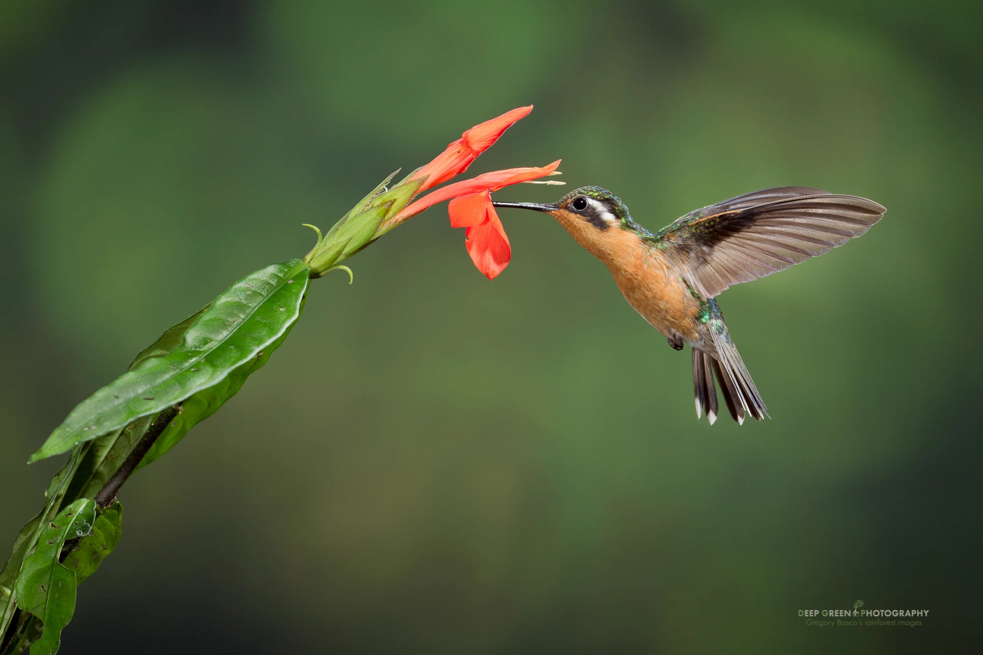 purple-throated mountain gem female