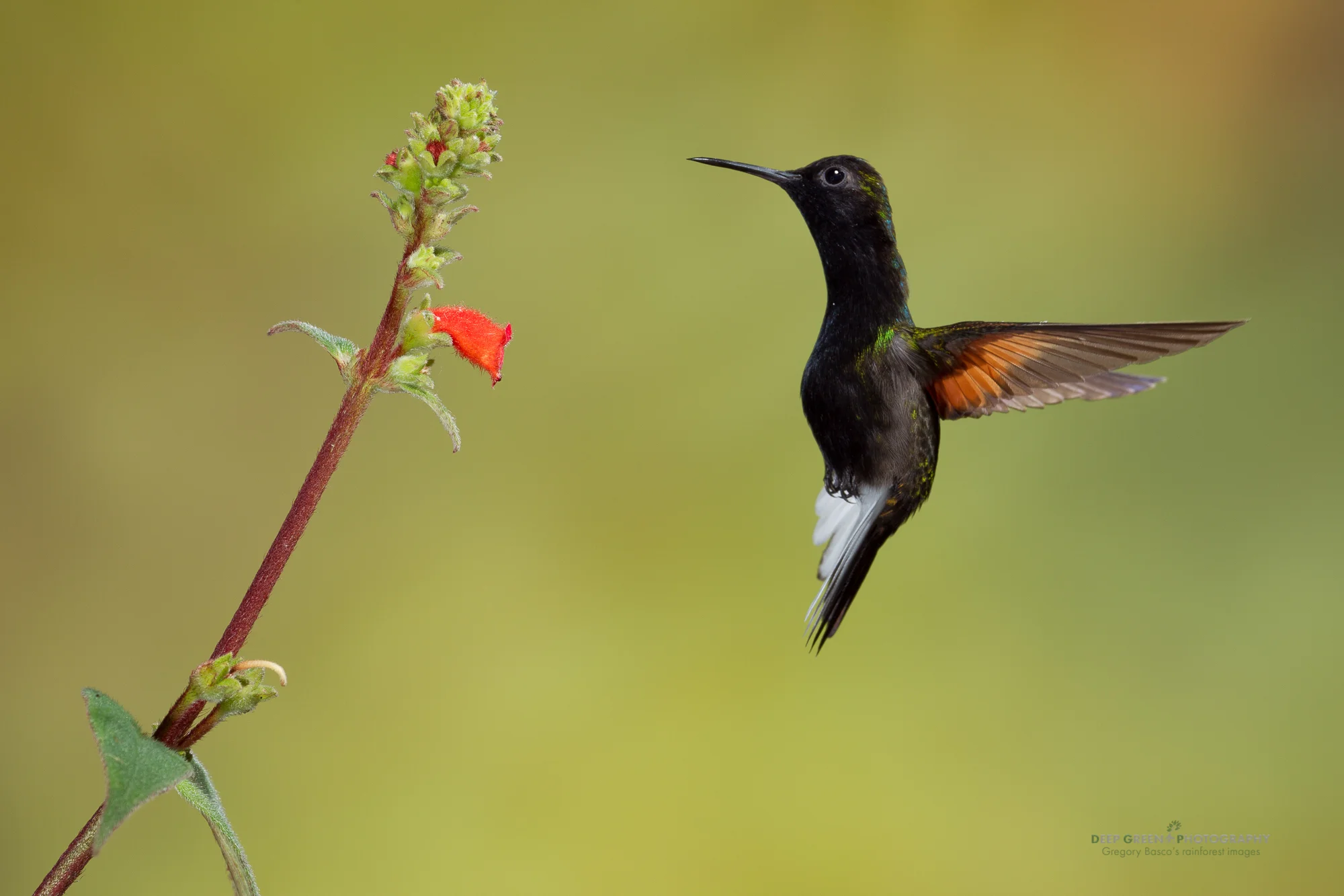 black-bellied hummingbird