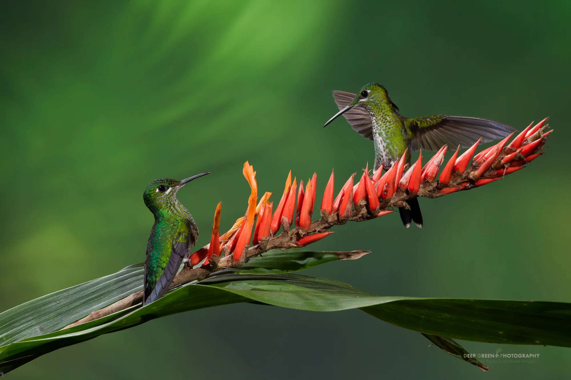 green-crowned brilliant hummingbirds visit a cloud forest bromeliad