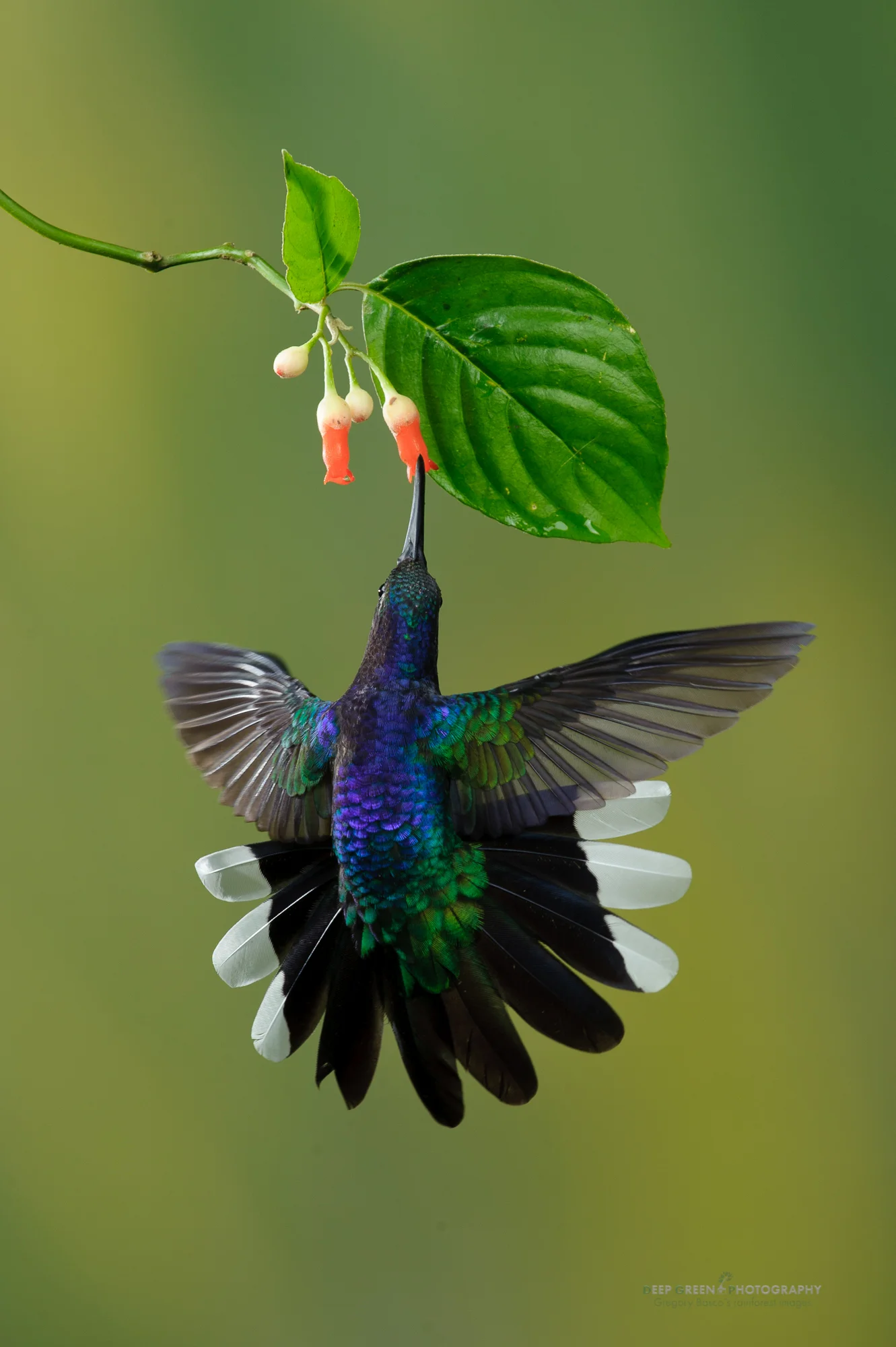 violet sabrewing