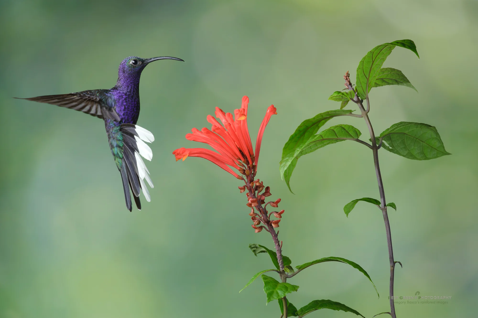 violet sabrewing