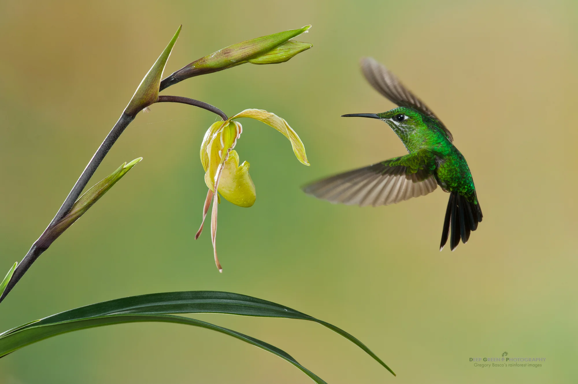 green-crowned brilliant