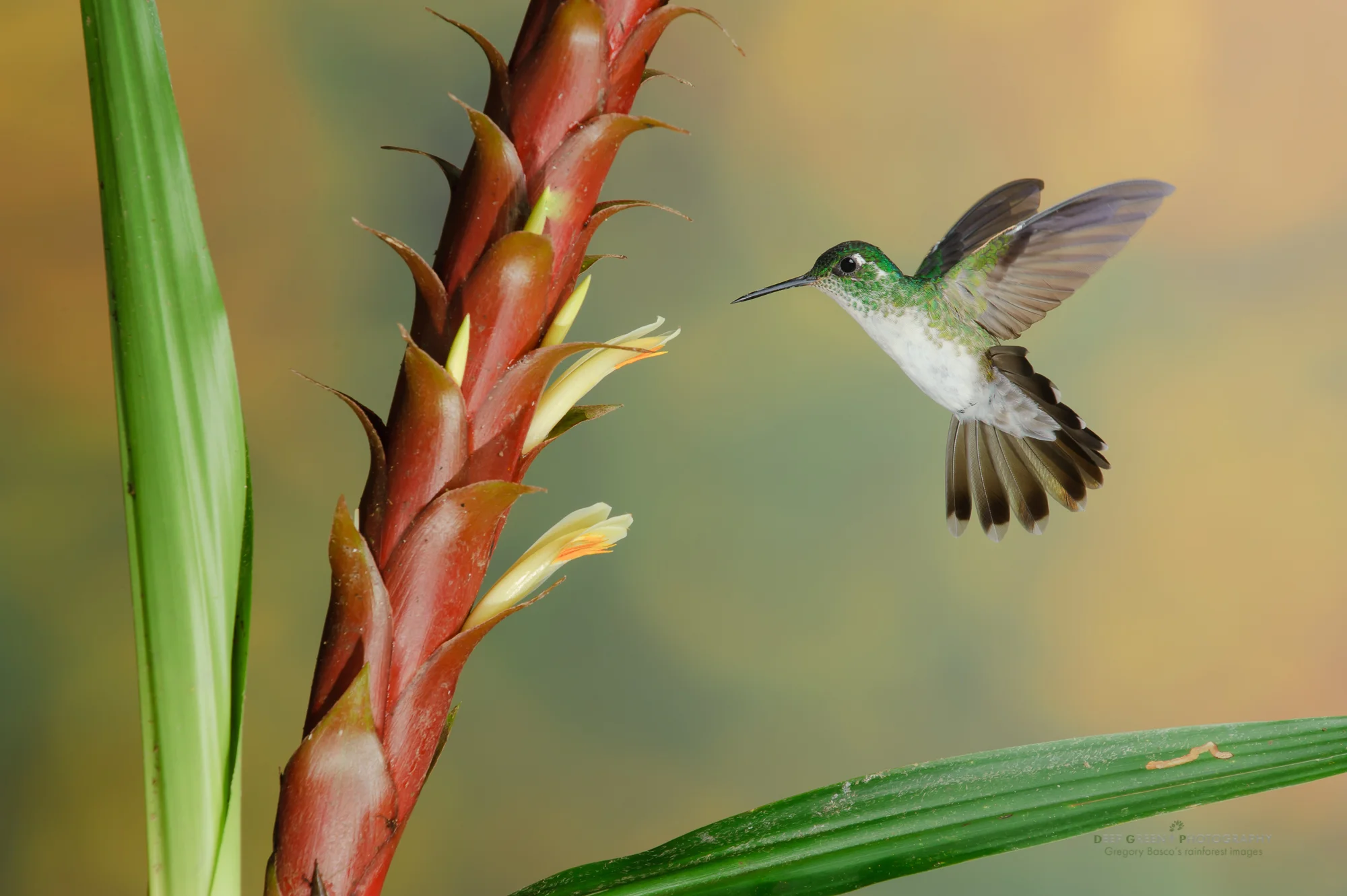 white-bellied mountain gem