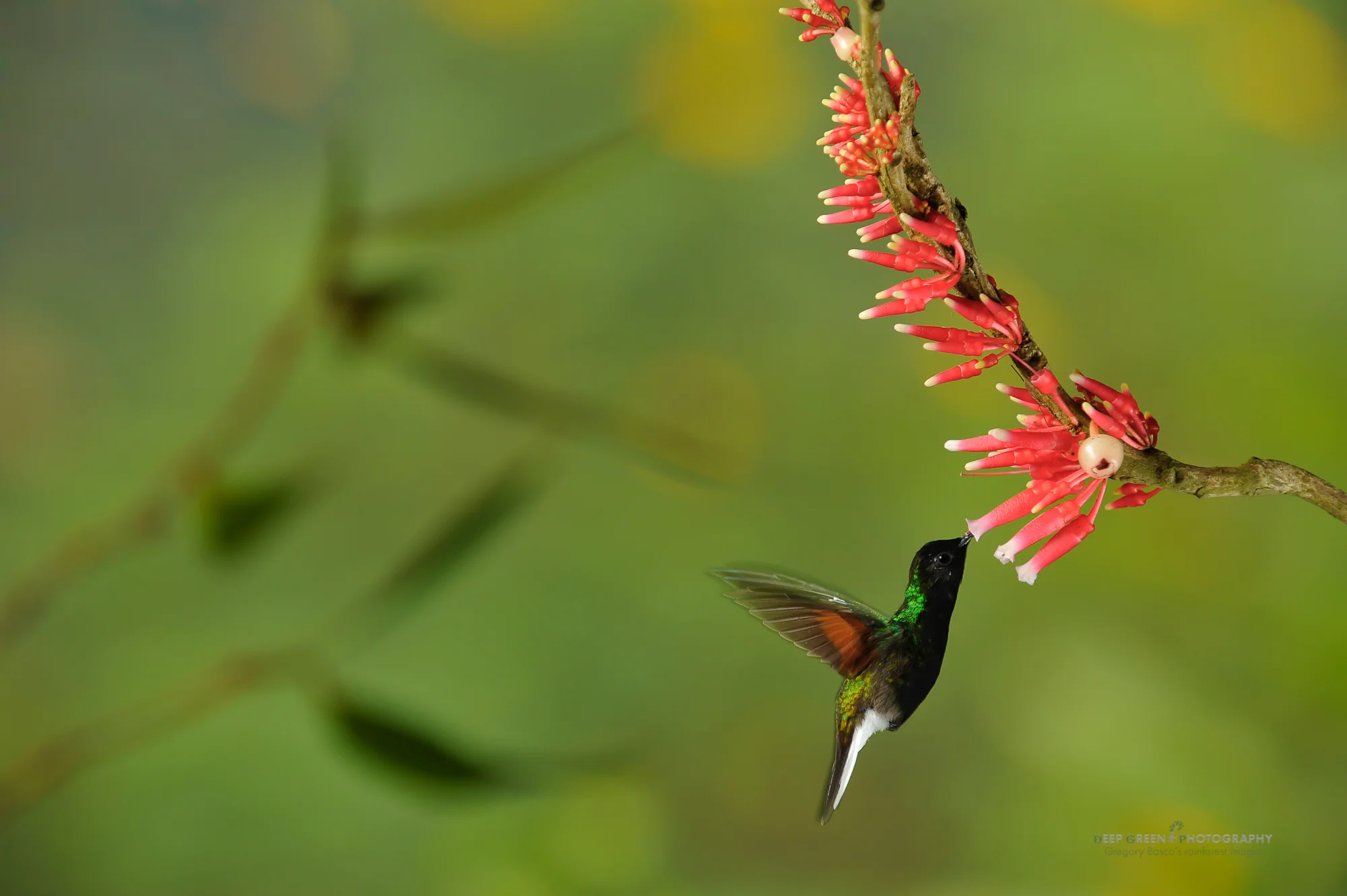 black-bellied hummingbird