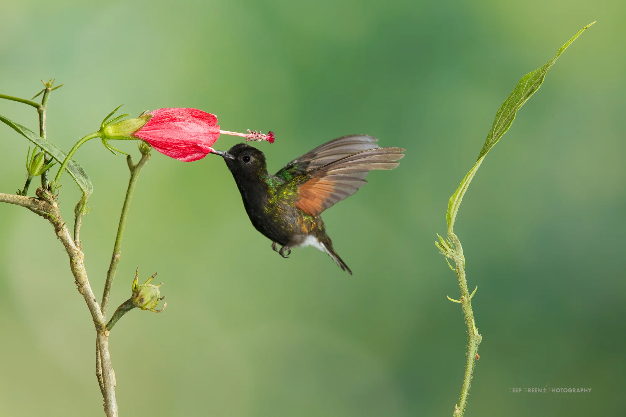black-bellied hummingbird