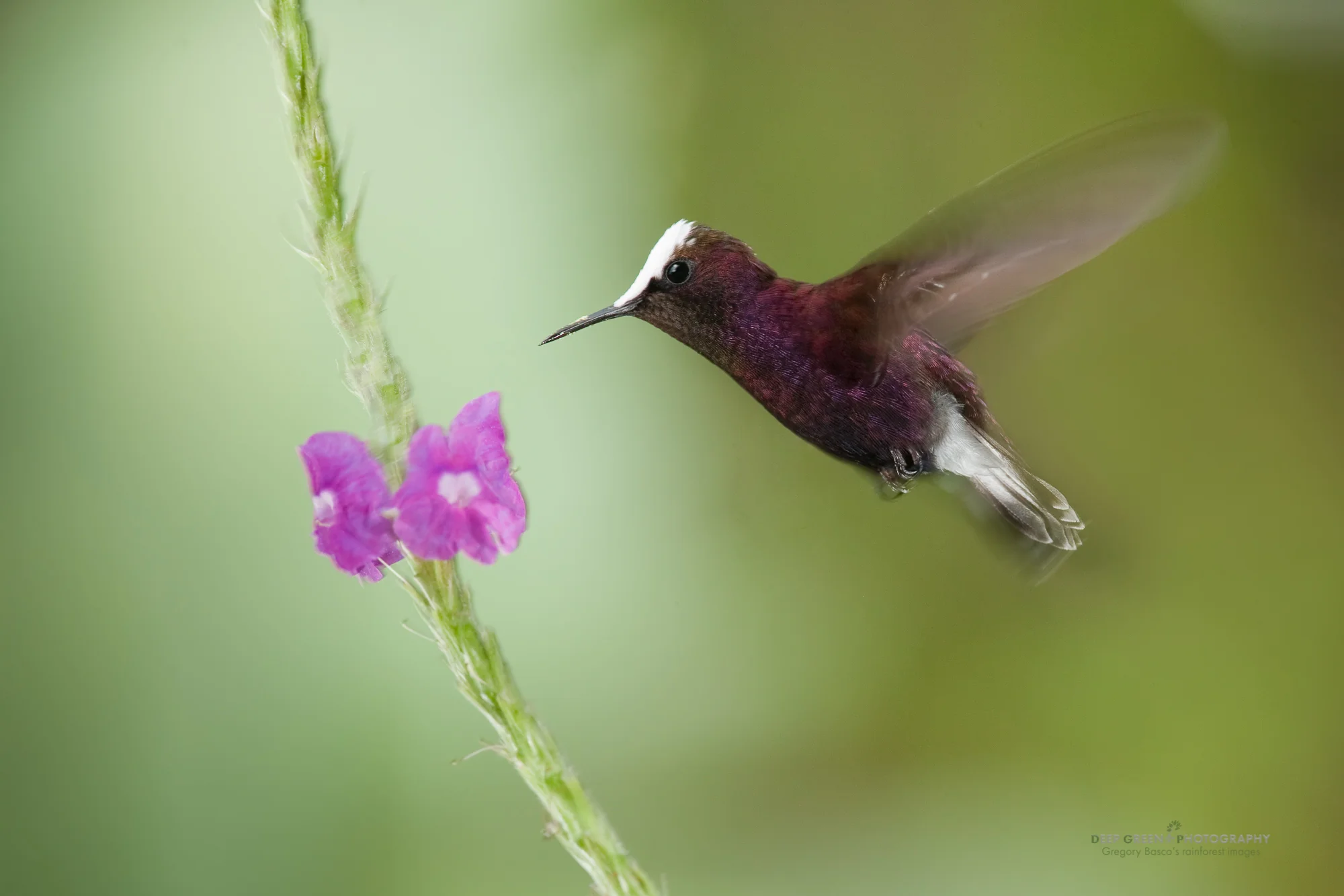 snowcap hummingbird