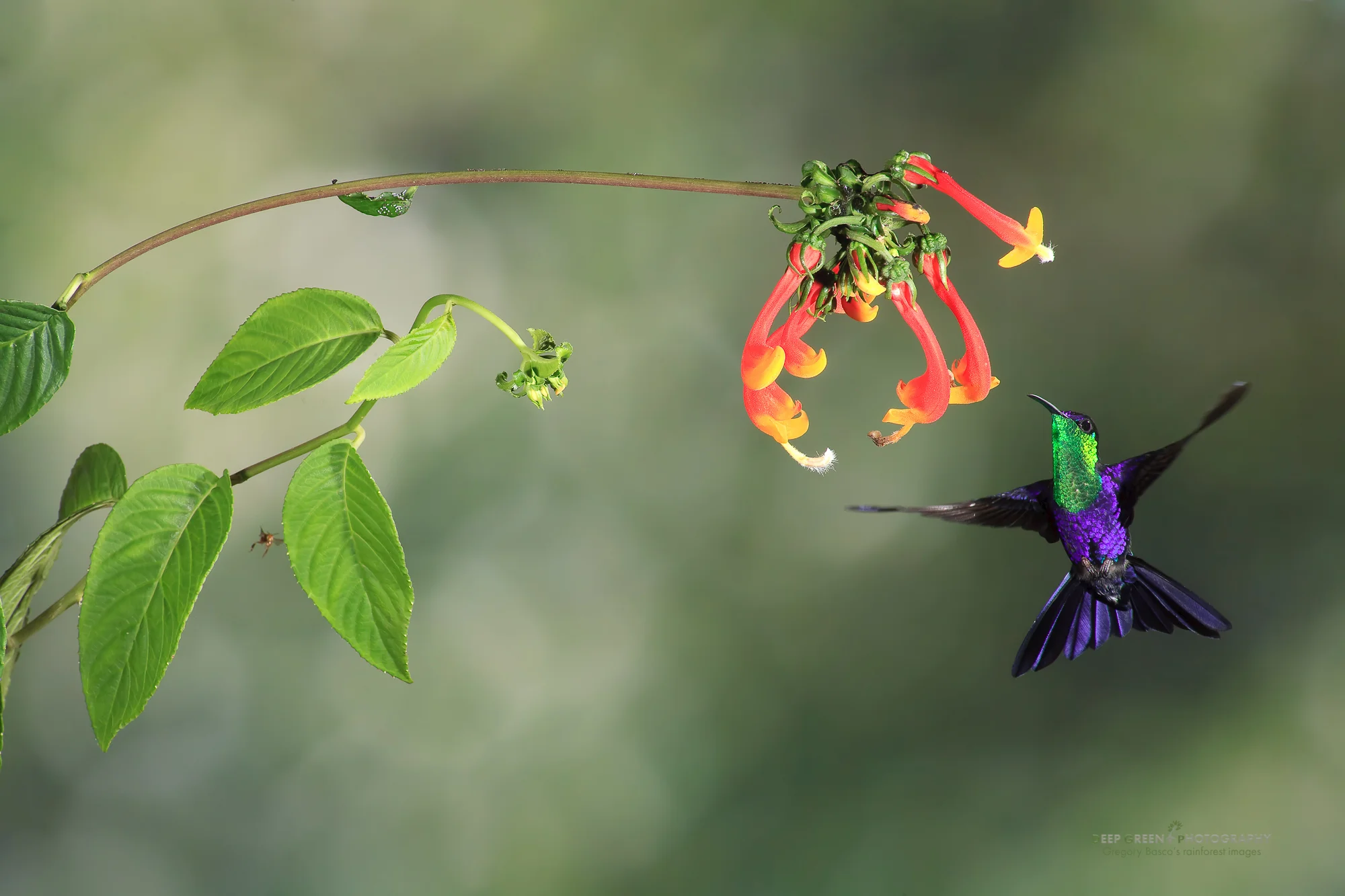 violet-crowned woodnymph
