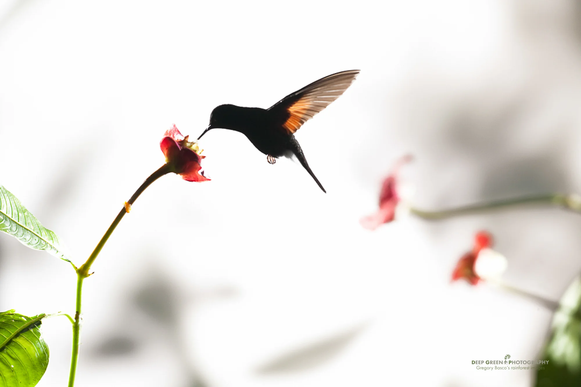 A black-bellied hummingbird pollinates a hot lips flower in a misty highland cloud forest