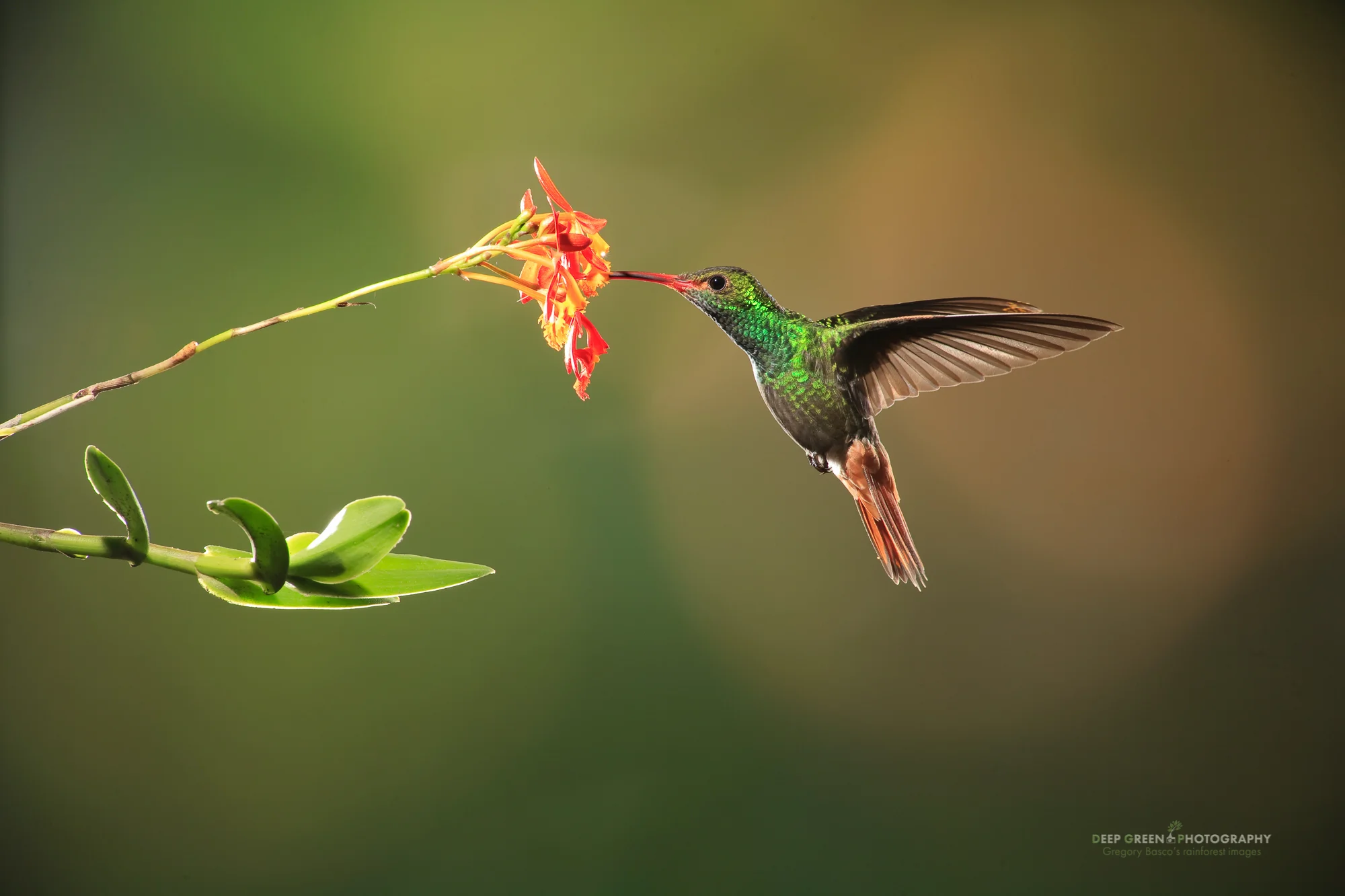 rufous-tailed hummingbird
