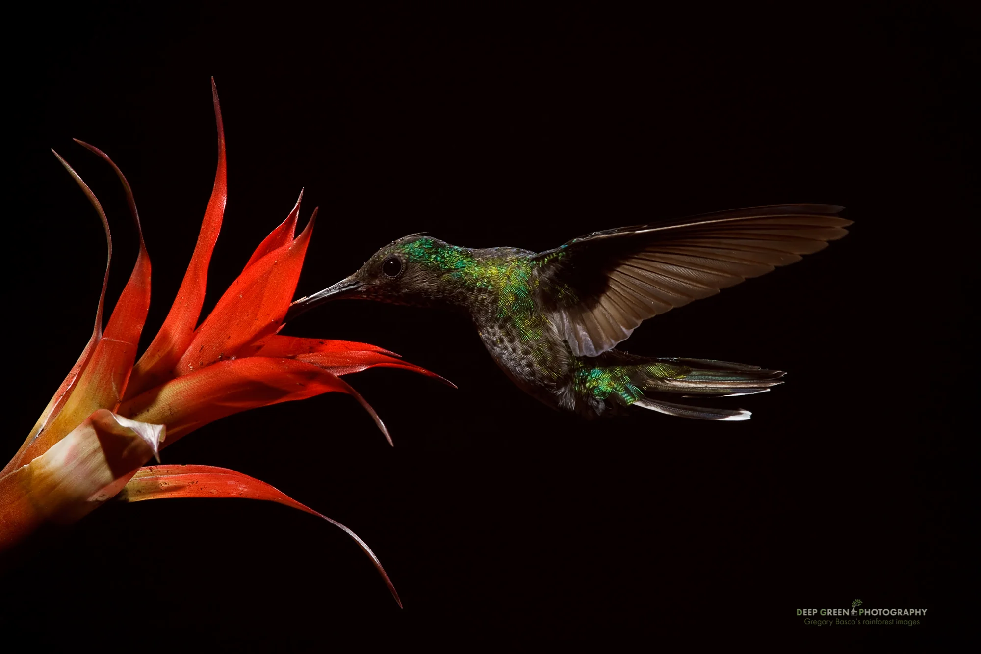 female white-necked jacobin