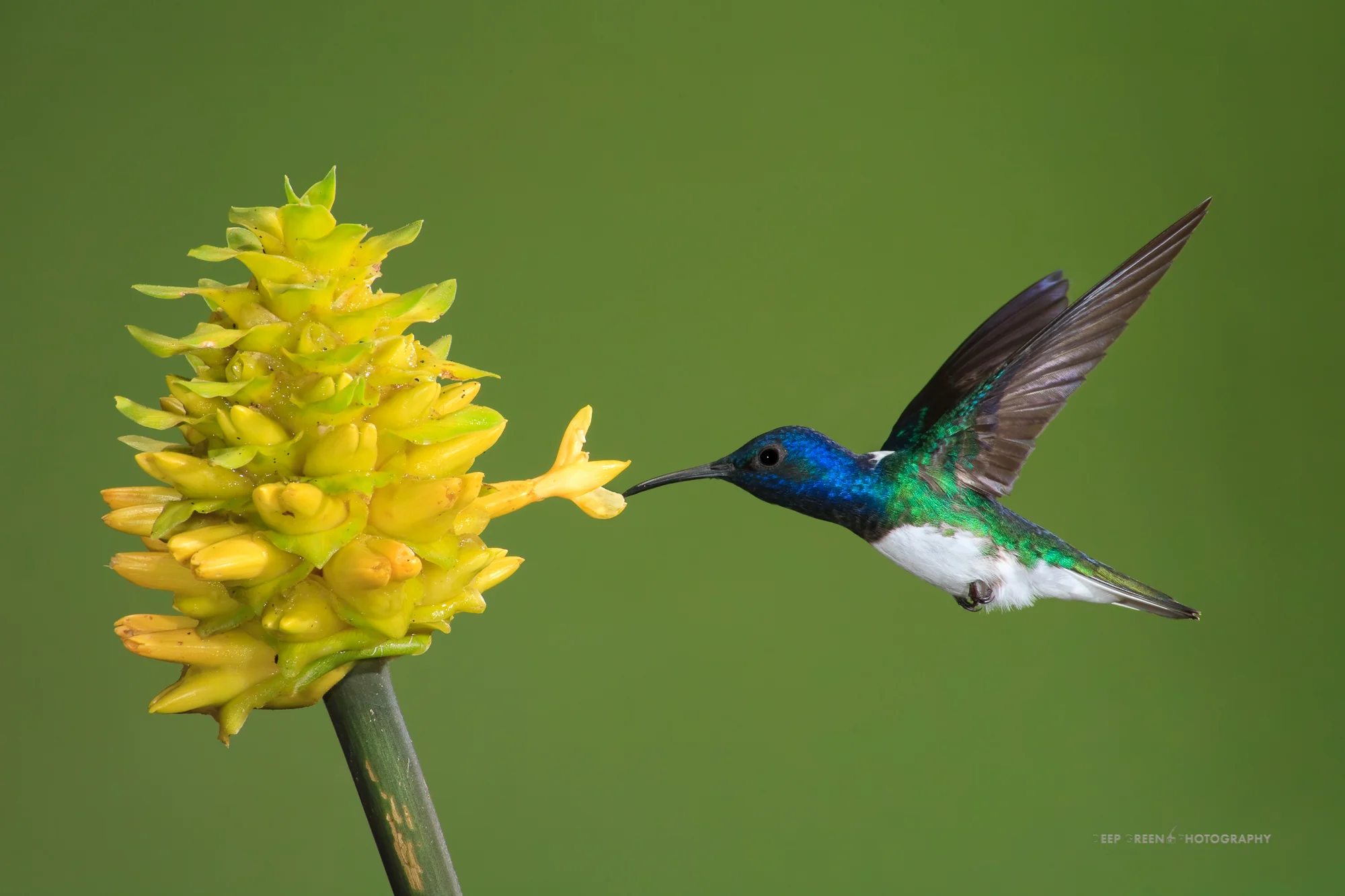 white-necked jacobin