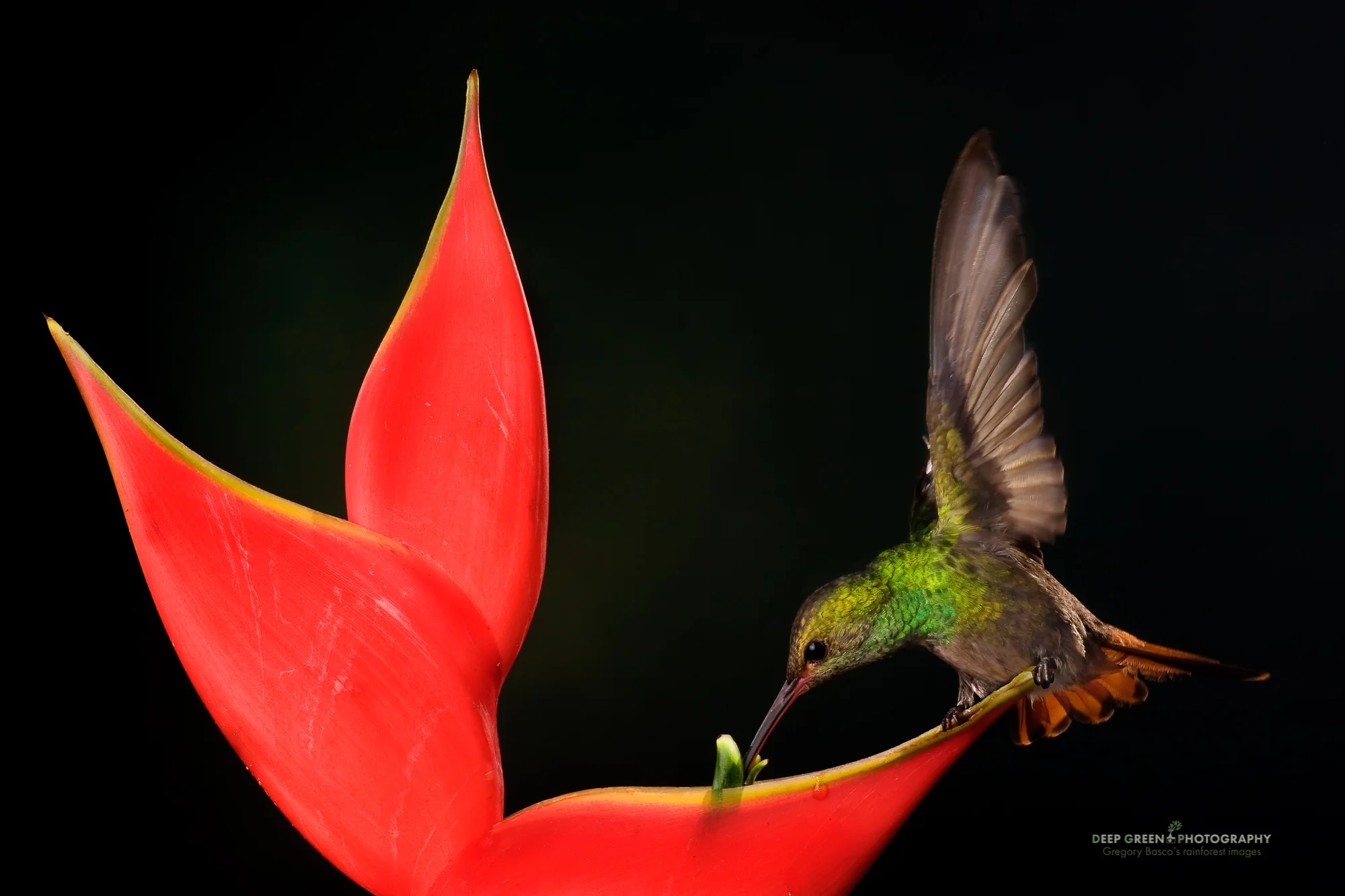 rufous-tailed hummingbird