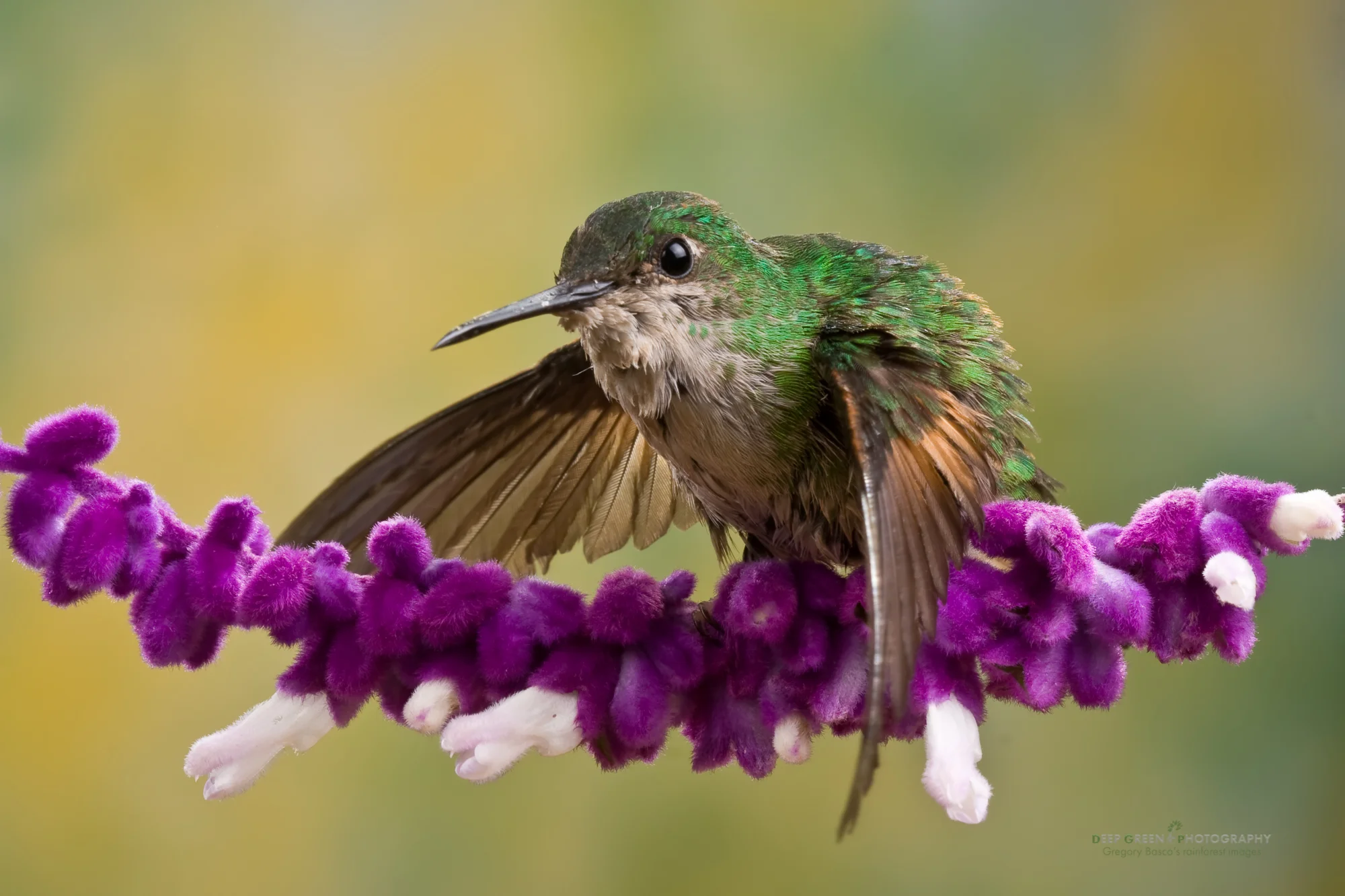 stripe-tailed hummingbird